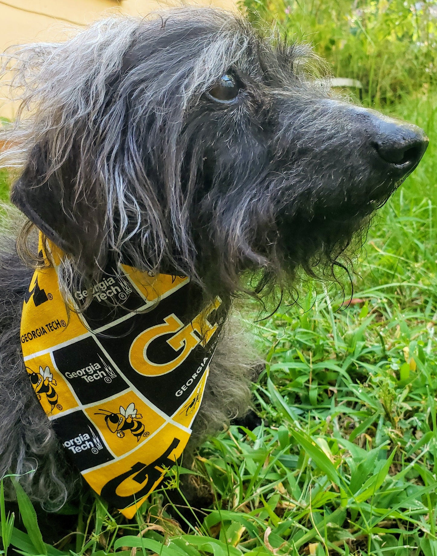 Clip on Dog Bandana With Buckle Pet Cat Bandanna Scarf Georgia Tech Yellow Jackets Buzz ncaa git Handmade to Order