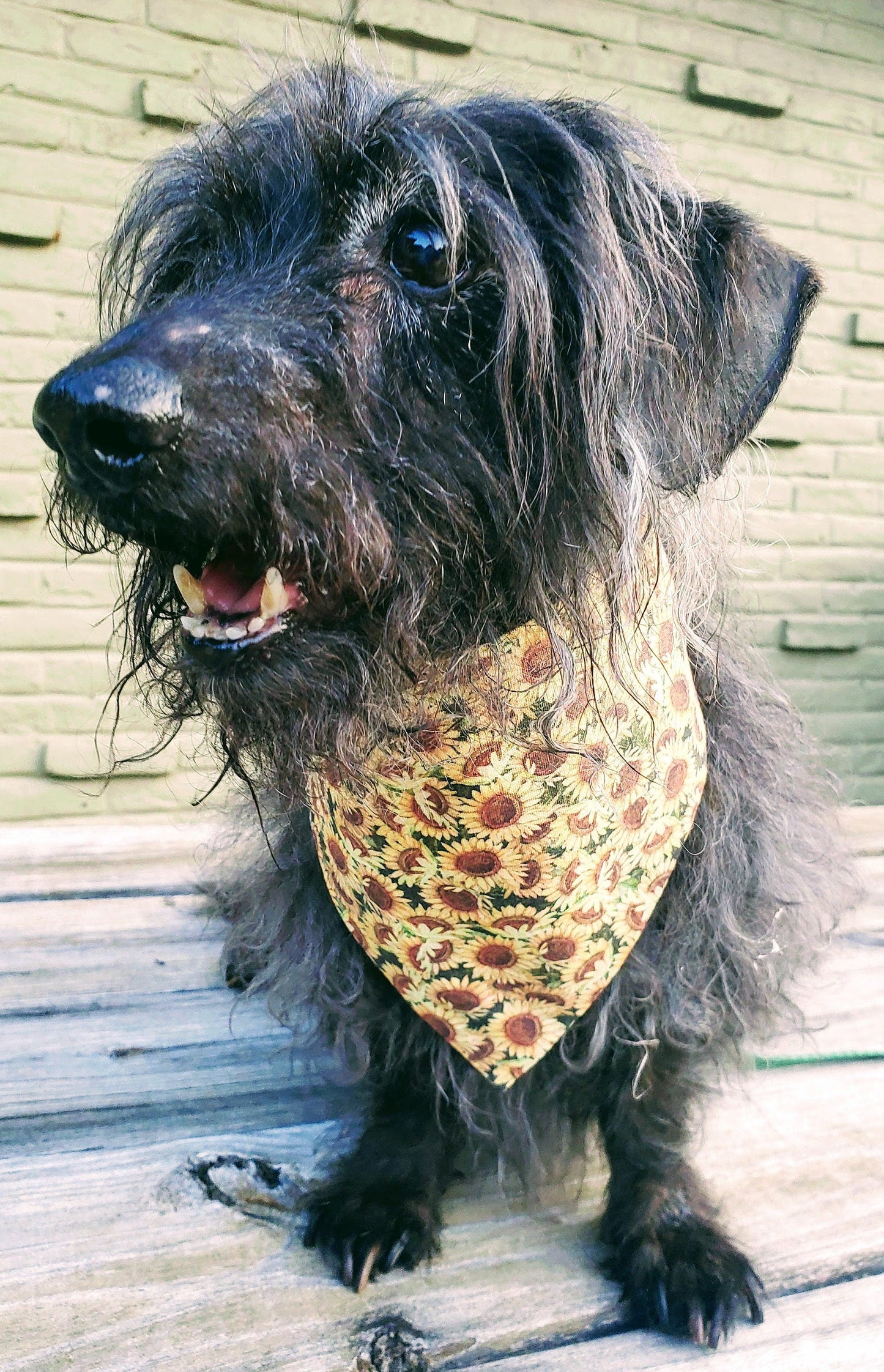Clip on Dog Bandana With Buckle Pet Cat Bandanna Scarf Yellow Sunflowers Fall Harvest Handmade to Order