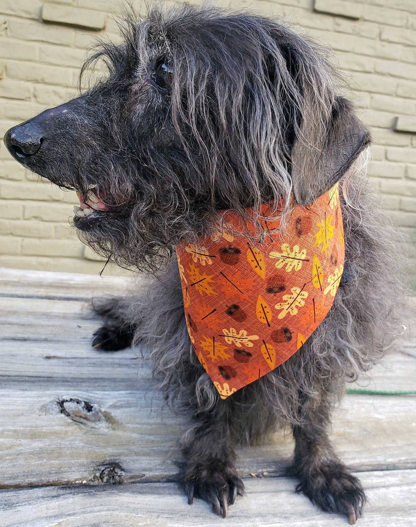 Acorns & Leaves Fall Autumn Harvest Thanksgiving Clip on Dog Bandana With Buckle Pet Cat Bandanna Handmade to Order