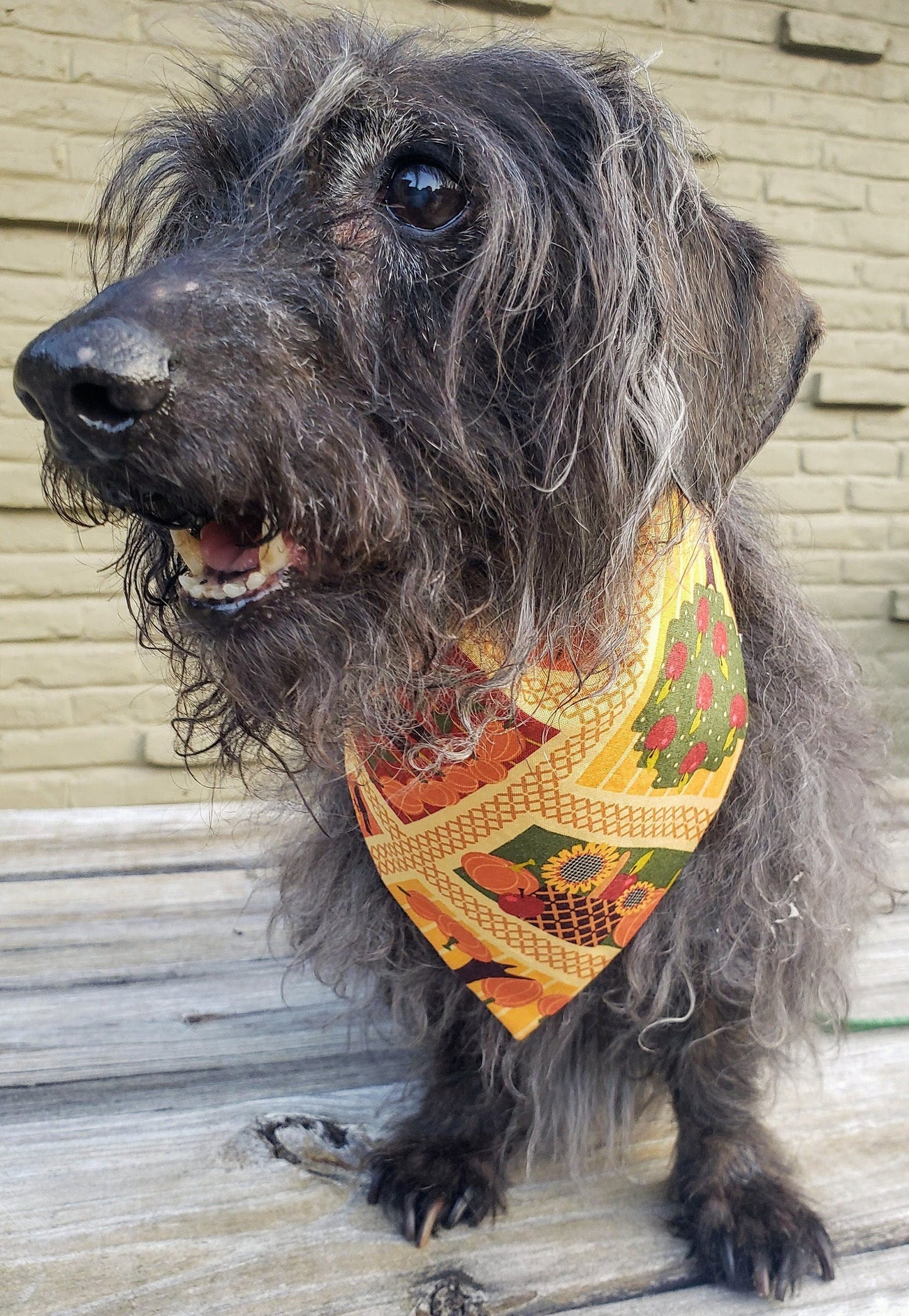 Scarecrows Fall Autumn Harvest Thanksgiving Clip on Dog Bandana With Buckle Pet Cat Bandanna Handmade to Order