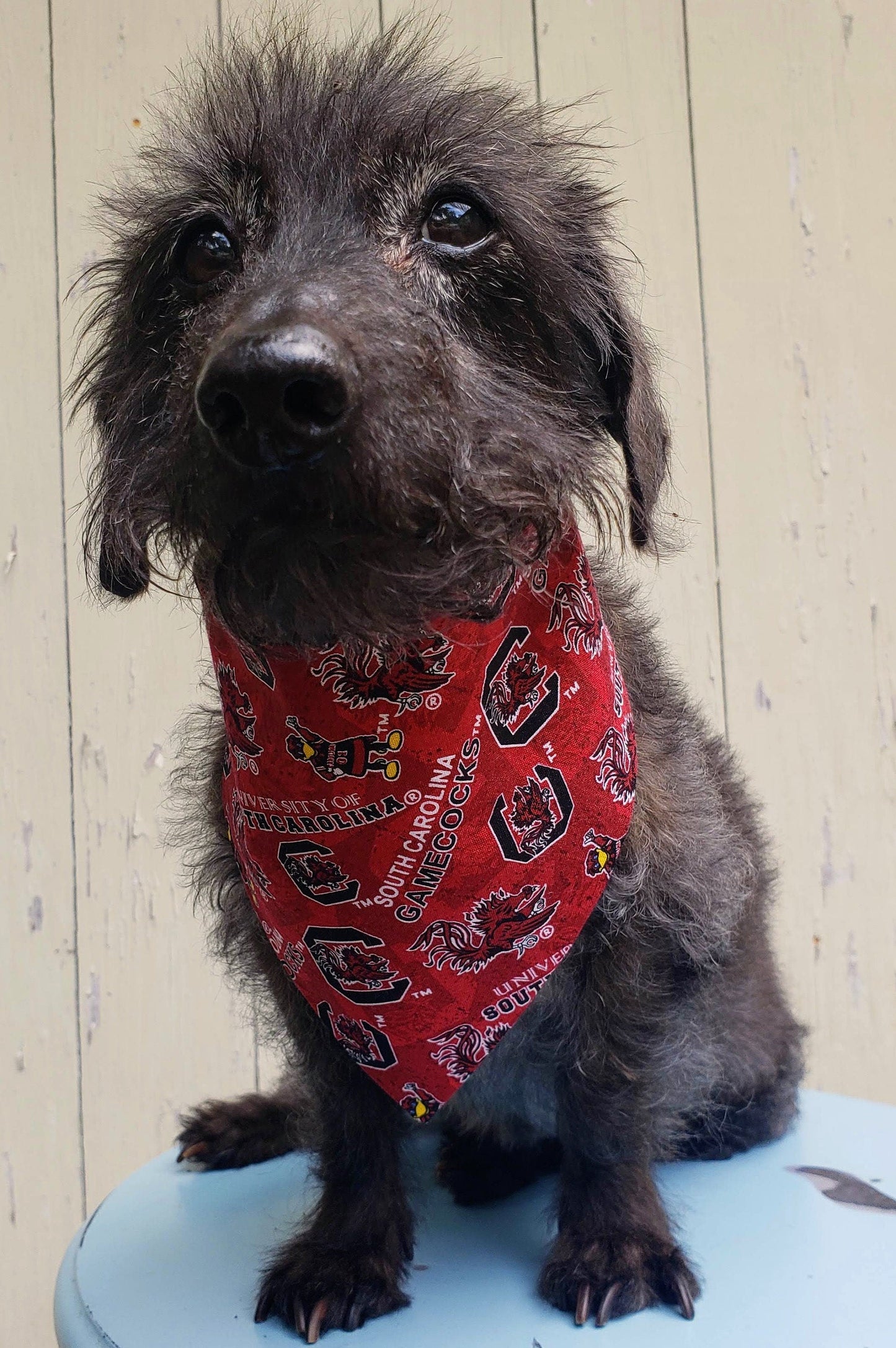 Clip on Dog Bandana With Buckle Pet Cat Bandanna Scarf University of South Carolina Gamecocks ncaa usc Handmade to Order