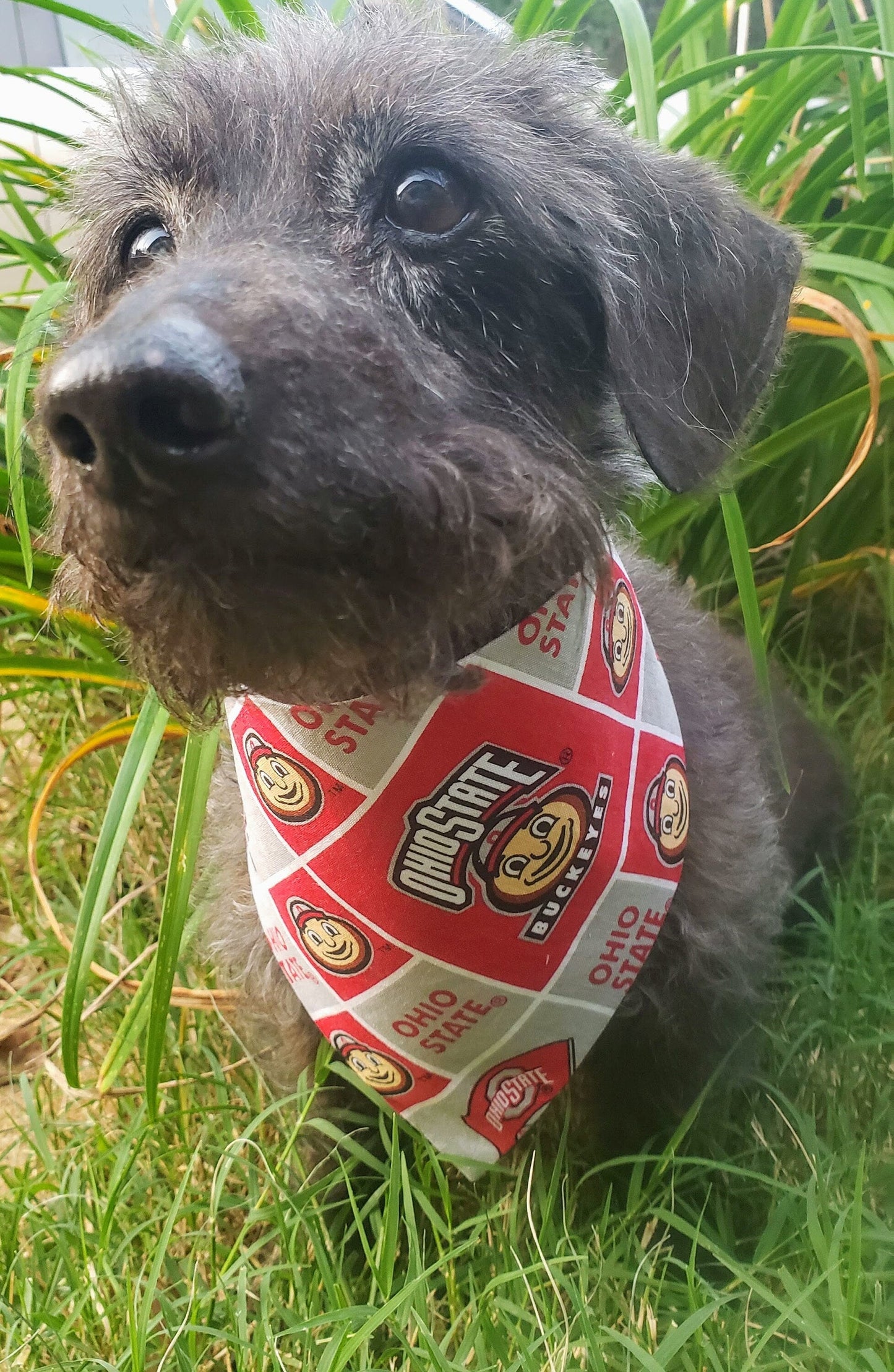 Clip on Dog Bandana With Buckle Pet Cat Bandanna Scarf Ohio State University Buckeyes ncaa osu Handmade to Order