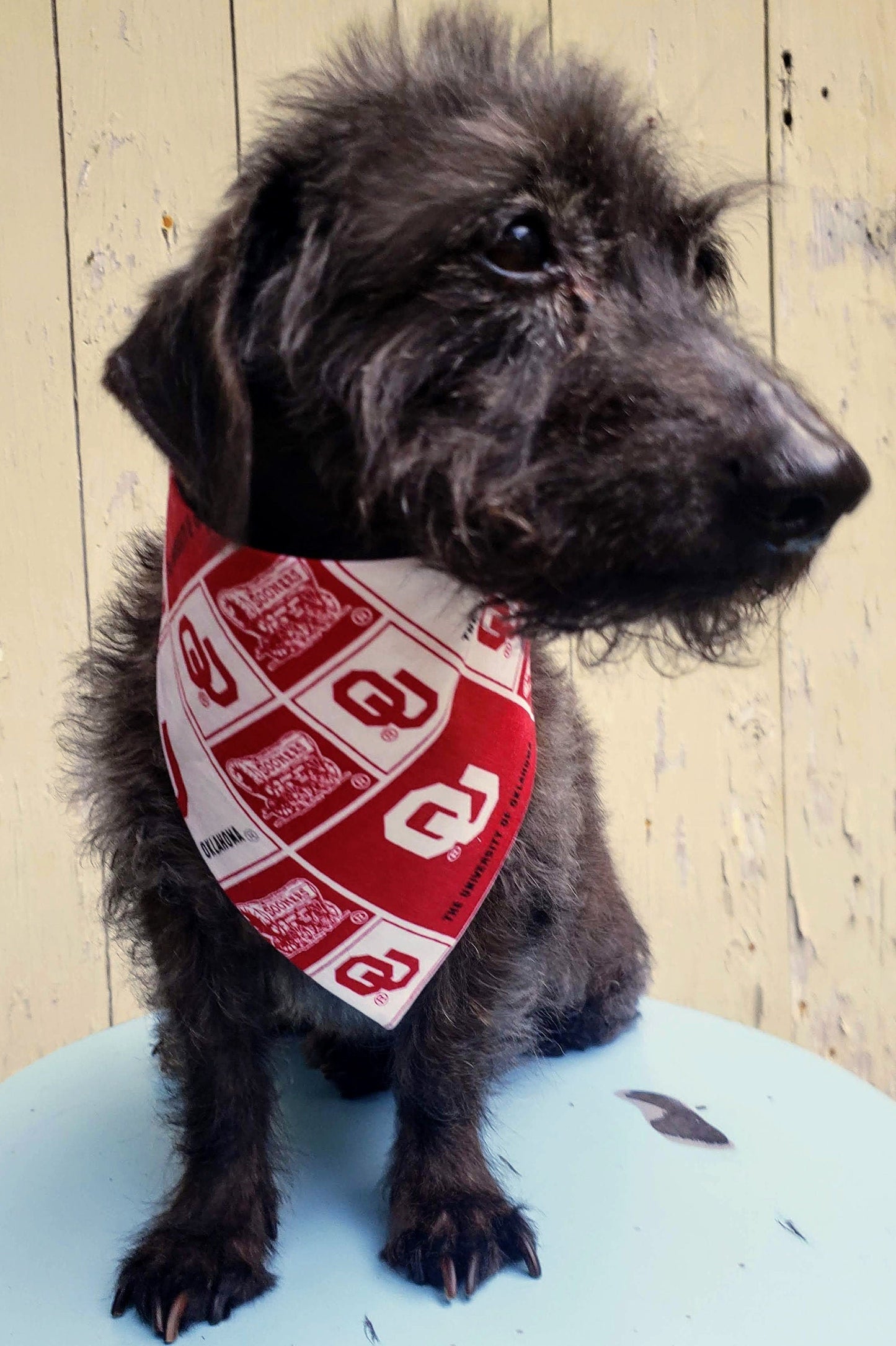 University of Oklahoma OU Sooners Clip on Dog Bandana With Buckle Pet Cat Bandanna Scarf ncaa Handmade to Order