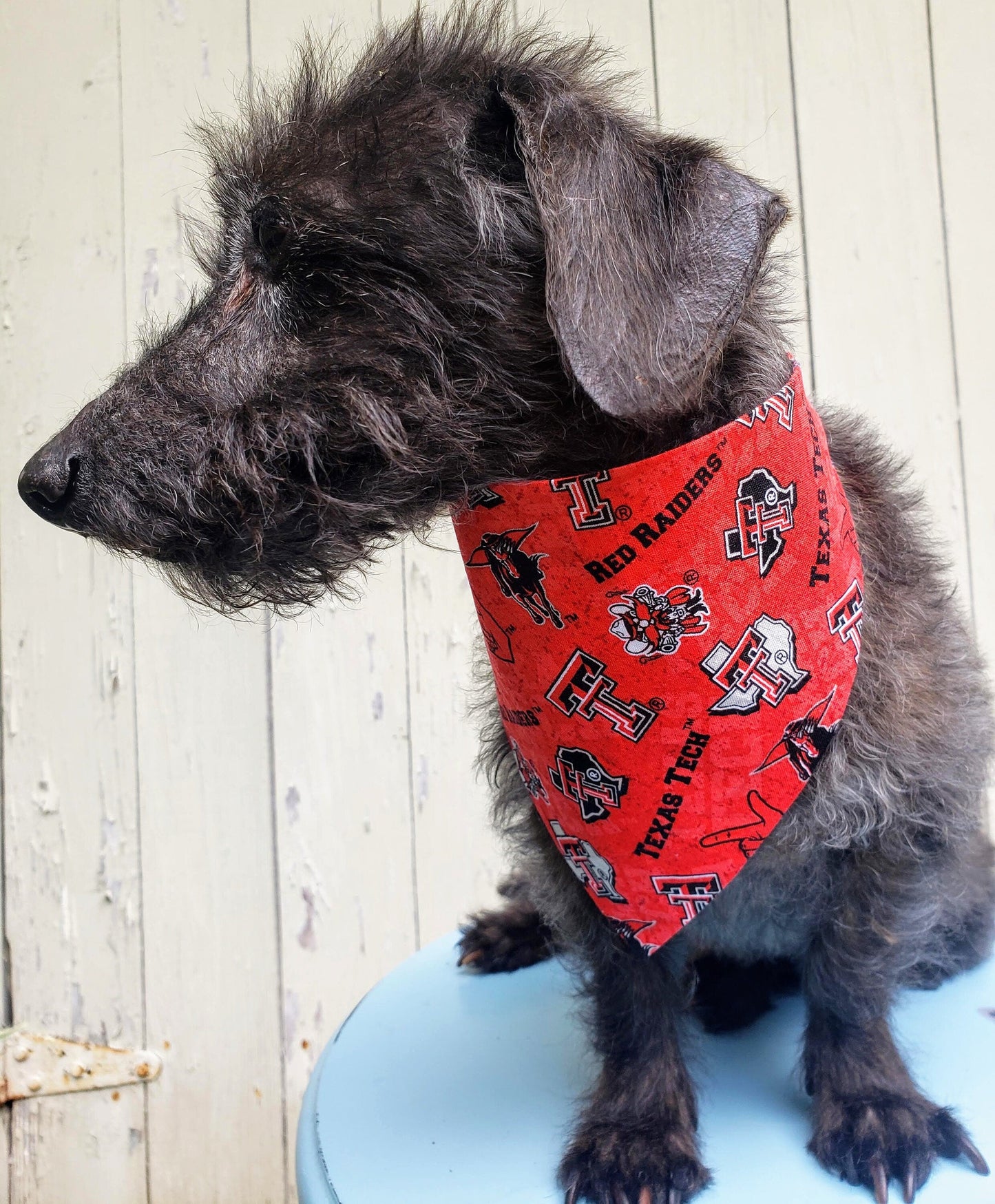 Texas Tech University Red Raiders Clip on Dog Bandana With Buckle Pet Cat Bandanna Scarf ncaa Handmade to Order