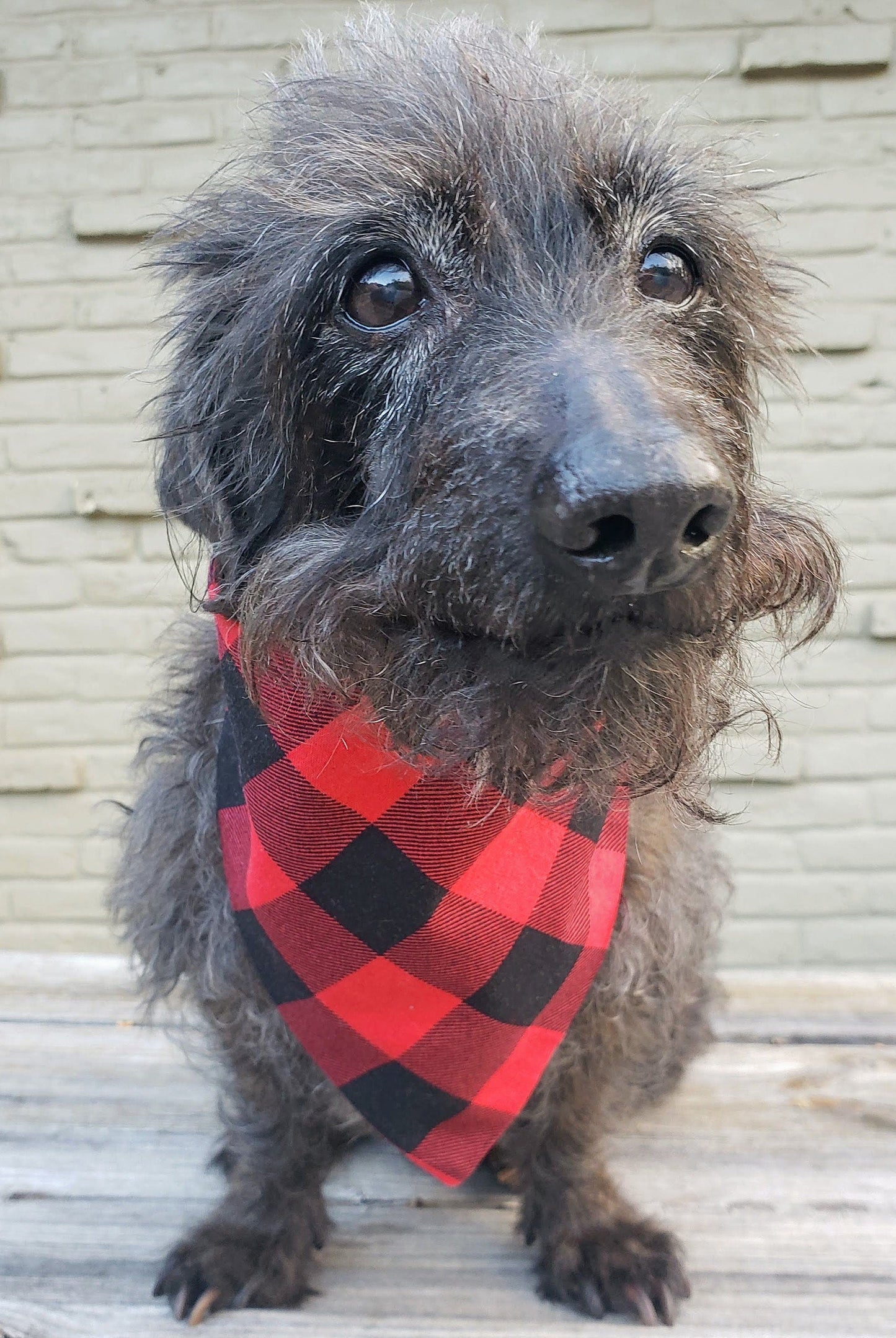 Clip on Dog Bandana With Buckle Pet Cat Bandanna Scarf Large Red Buffalo Plaid Buffalo Check Christmas Holiday Handmade to Order