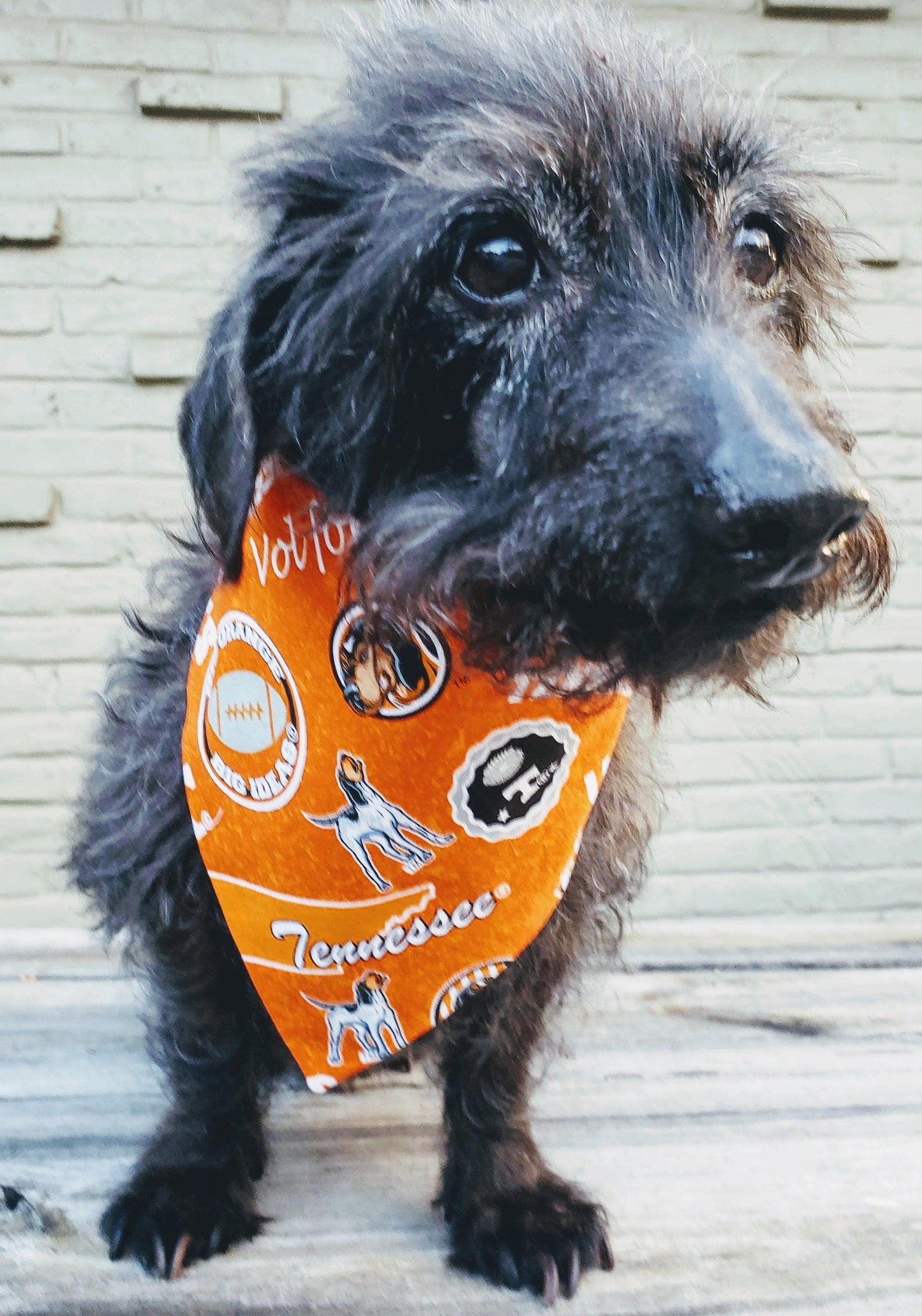 Clip on Dog Bandana With Buckle Pet Cat Bandanna Scarf University of Tennessee Volunteers VOLS ncaa ut Handmade to Order