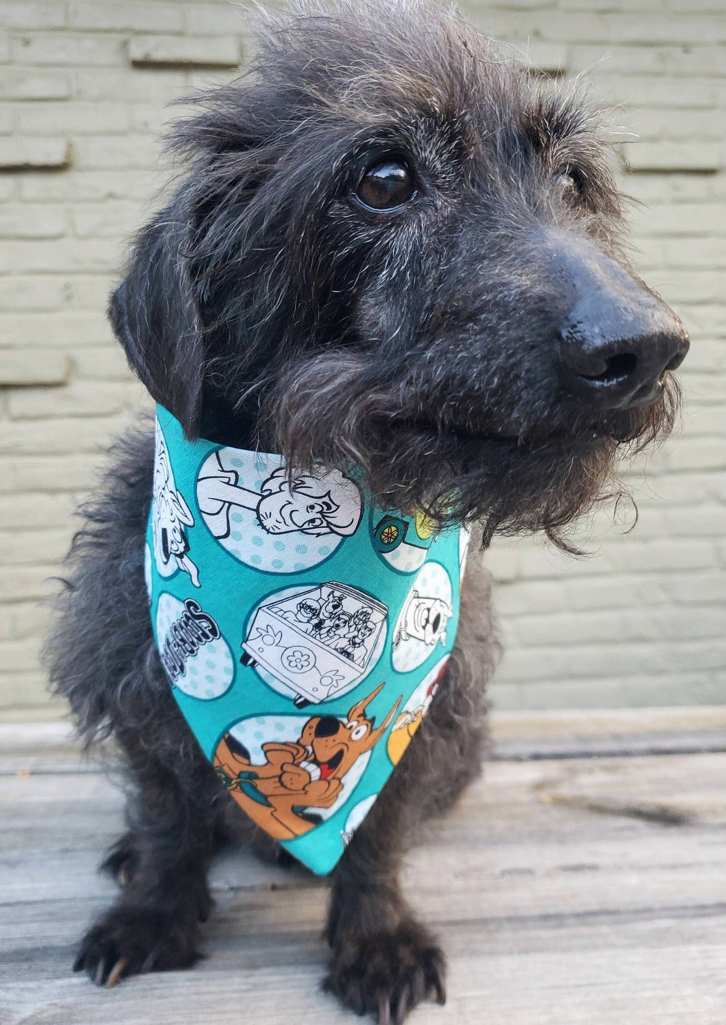Clip on Dog Bandana With Buckle Pet Cat Bandanna Scarf Scooby Doo & the Gang Teal Print Handmade to Order