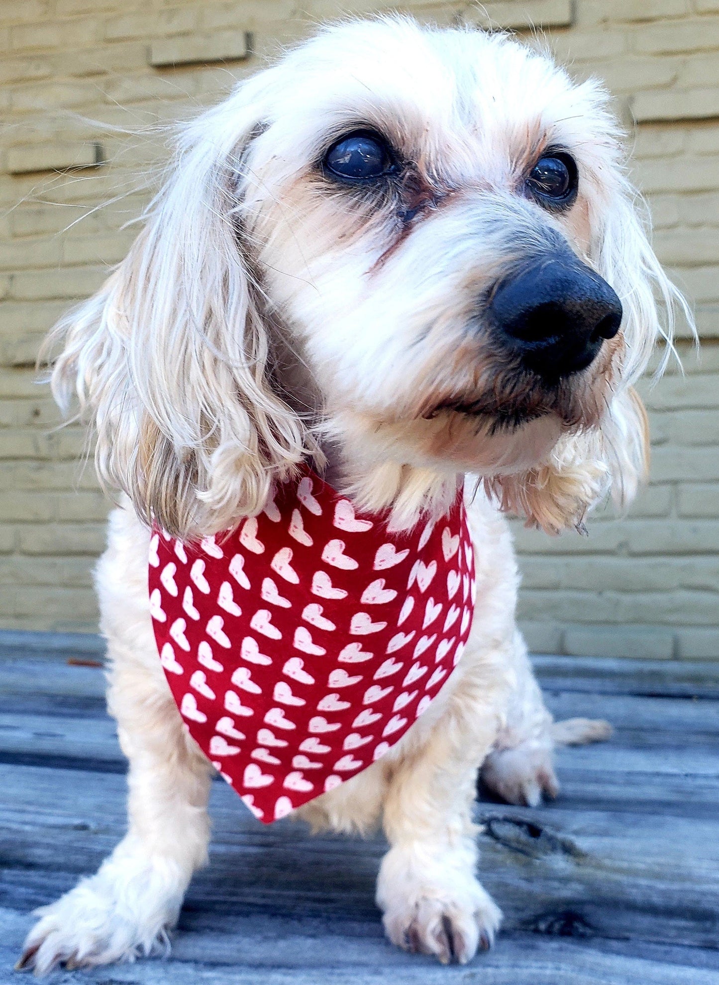 White Hearts on Red Valentines Day Sweetheart Love Clip on Dog Bandana With Buckle Pet Cat Bandanna Handmade to Order