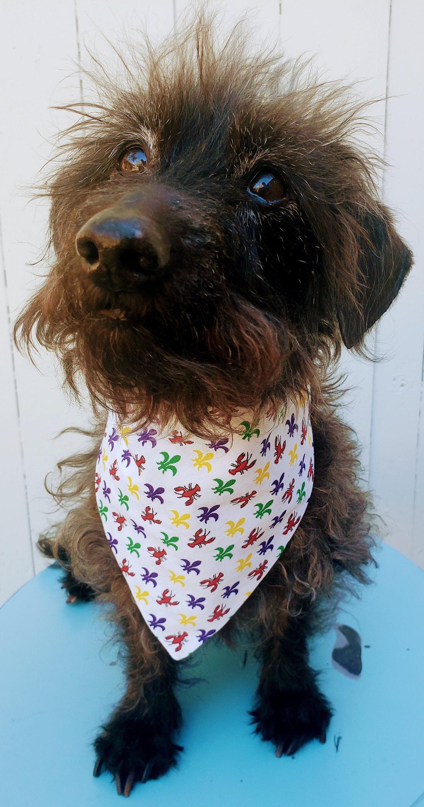 Crawfish & Fleur de lis NOLA New Orleans Mardi Gras Inspired Clip on Dog Bandana With Buckle Pet Cat Bandanna Handmade to Order