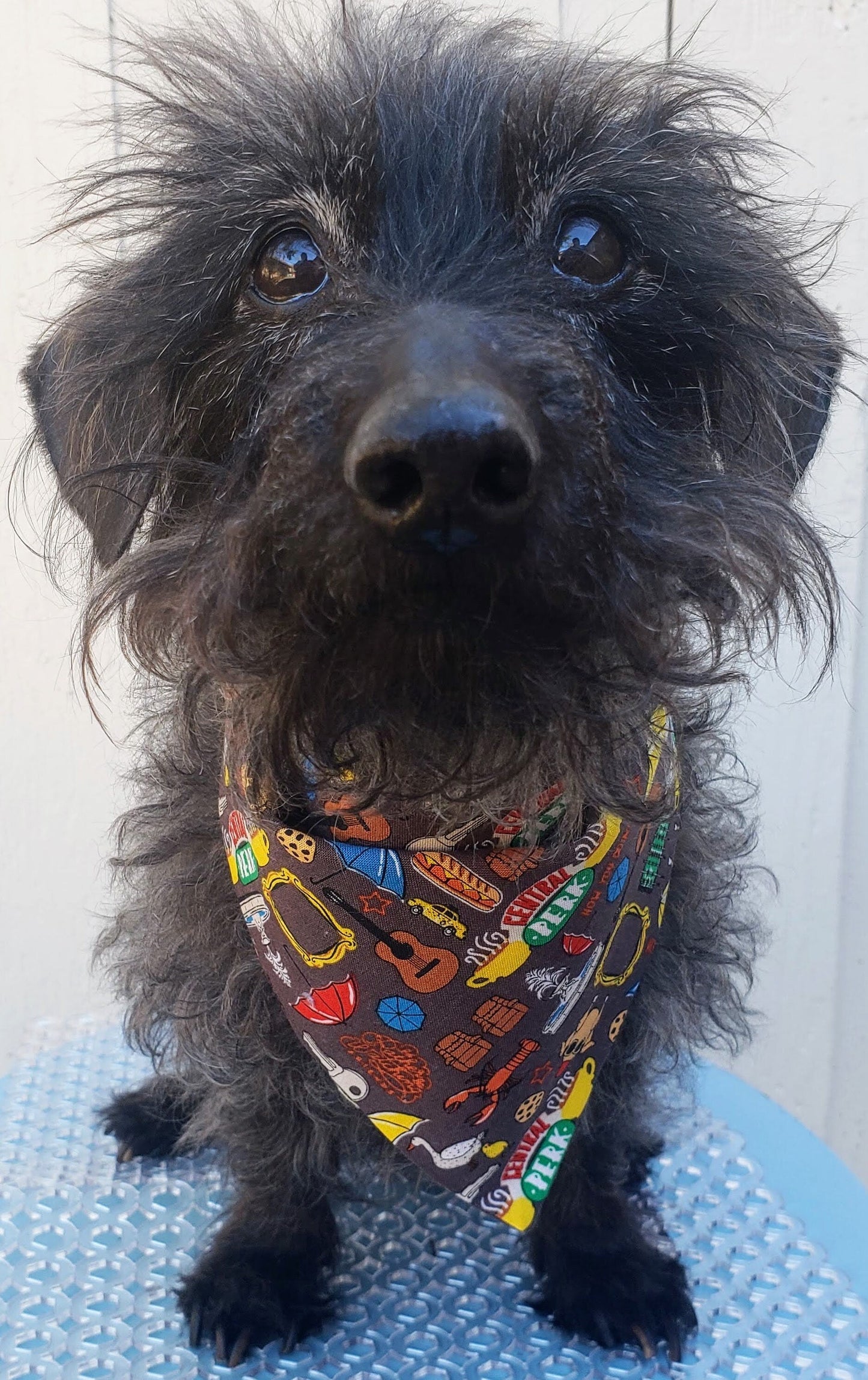 Clip on Dog Bandana With Buckle Pet Cat Bandanna Scarf FRIENDS Rachel Ross Monica Pheobe Joey Chandler Print Handmade to Order