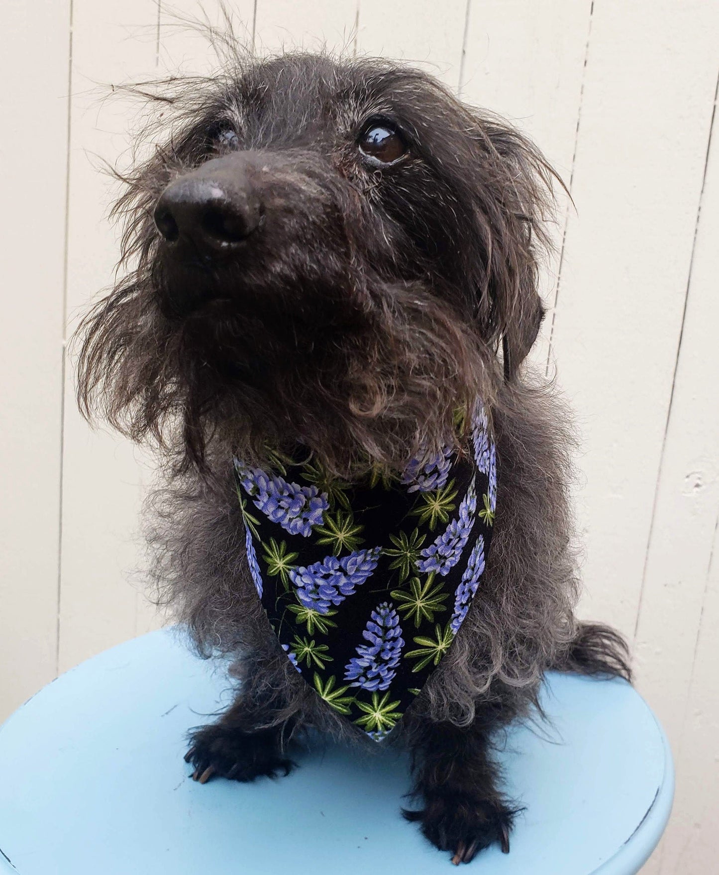 Clip on Dog Bandana With Buckle Pet Cat Bandanna Scarf TEXAS BLUEBONNETS Blue Lonestar State Pride Floral Handmade to Order