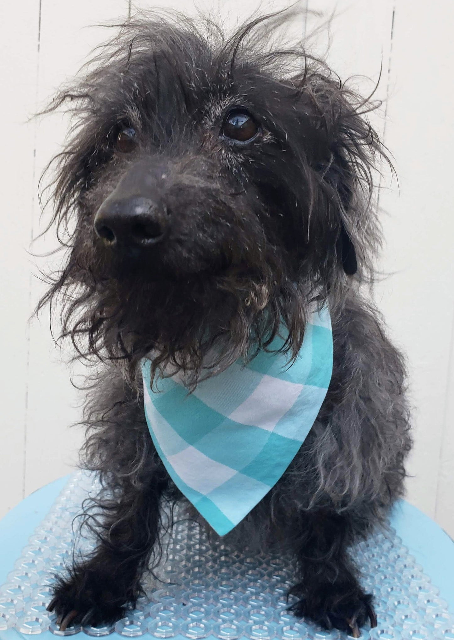 Clip on Dog Bandana With Buckle Pet Cat Bandanna Scarf Light Teal Robin's Egg Blue Buffalo Plaid Spring Handmade to Order