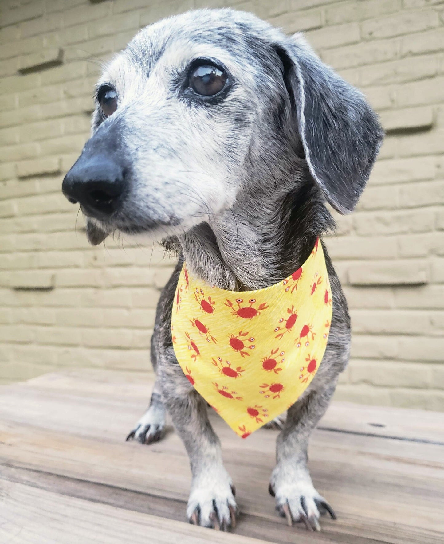 Clip on Dog Bandana With Buckle Pet Cat Bandanna Scarf Yellow Beach Red Crab Summer Print Handmade to Order