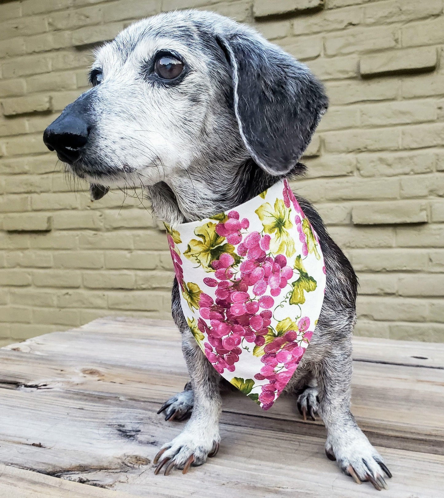 Clip on Dog Bandana With Buckle Pet Cat Bandanna Scarf Purple Grapes Grapevine Wine Time Napa Print Handmade to Order