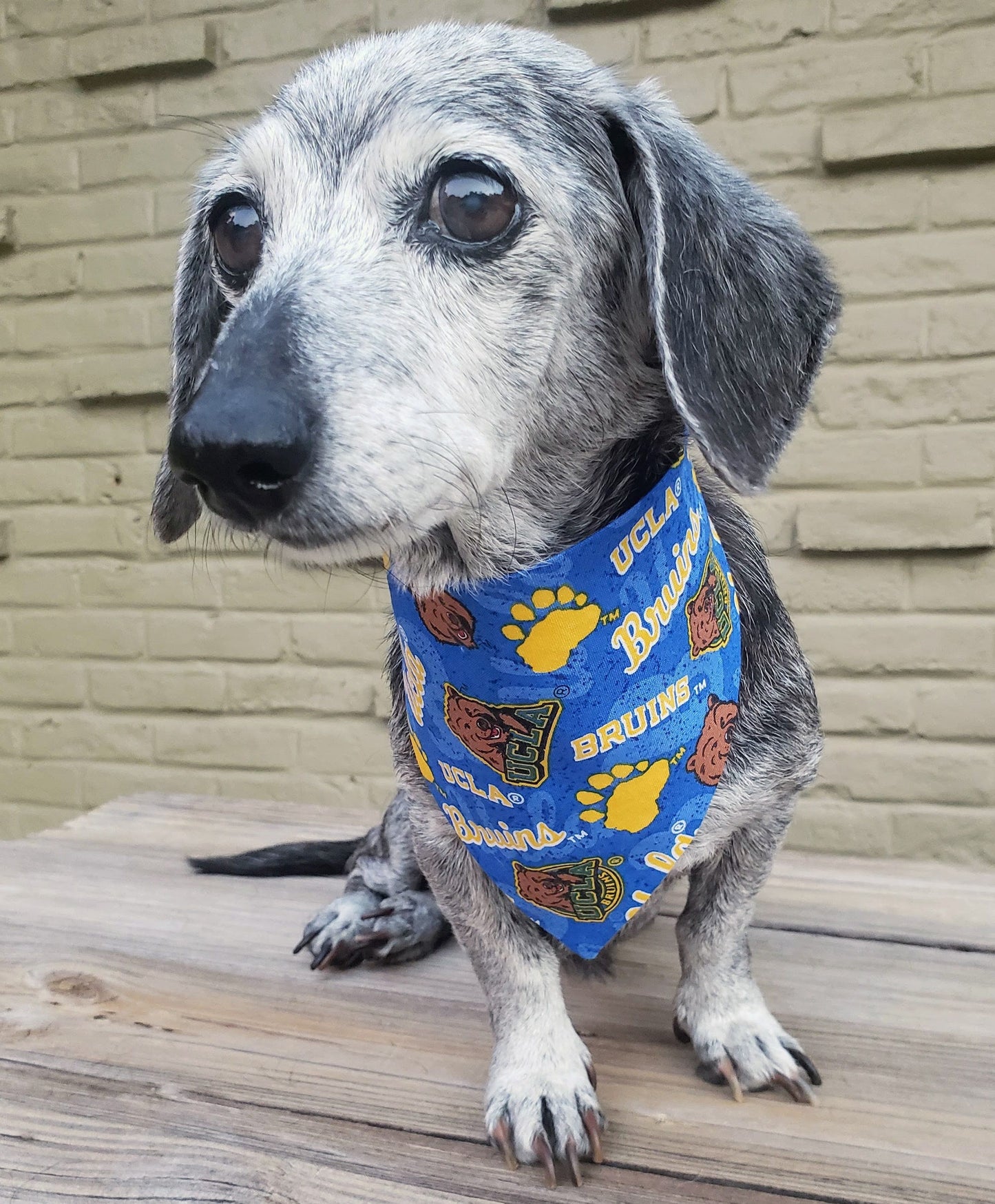 University of California Los Angeles UCLA Bruins toss Clip on Dog Bandana With Buckle Pet Cat Bandanna Scarf ncaa Handmade to Order