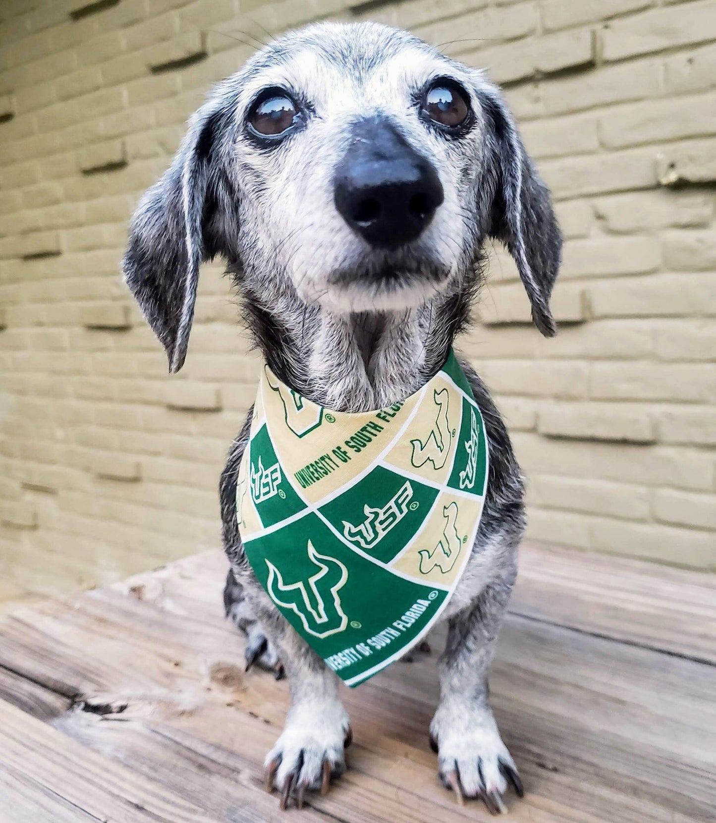 University of South Florida USF Bulls Clip on Dog Bandana With Buckle Pet Cat Bandanna Scarf ncaa Handmade to Order