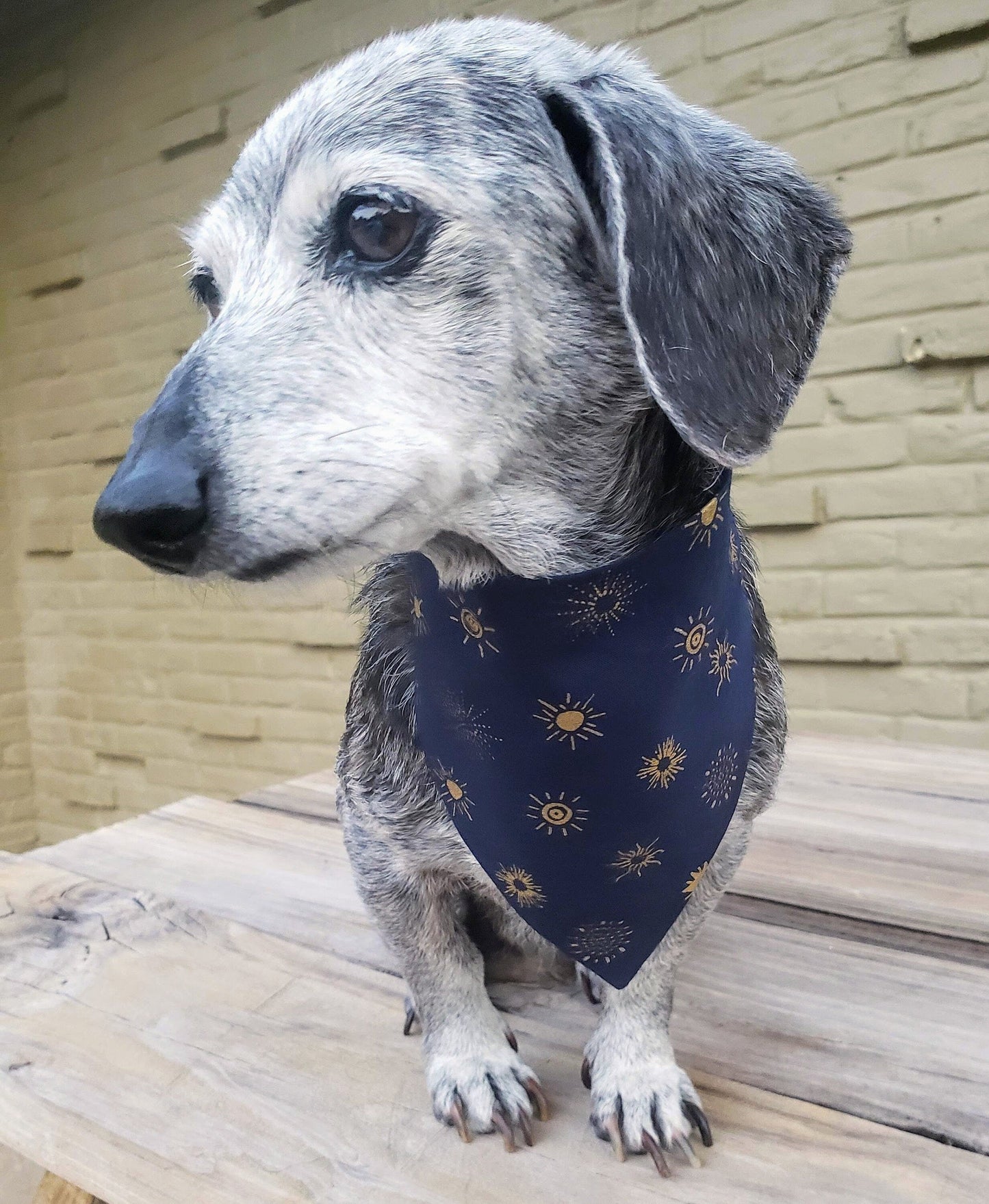 Clip on Dog Bandana With Buckle Pet Cat Bandanna Scarf Midnight Blue Gold Foil Suns Print Handmade to Order