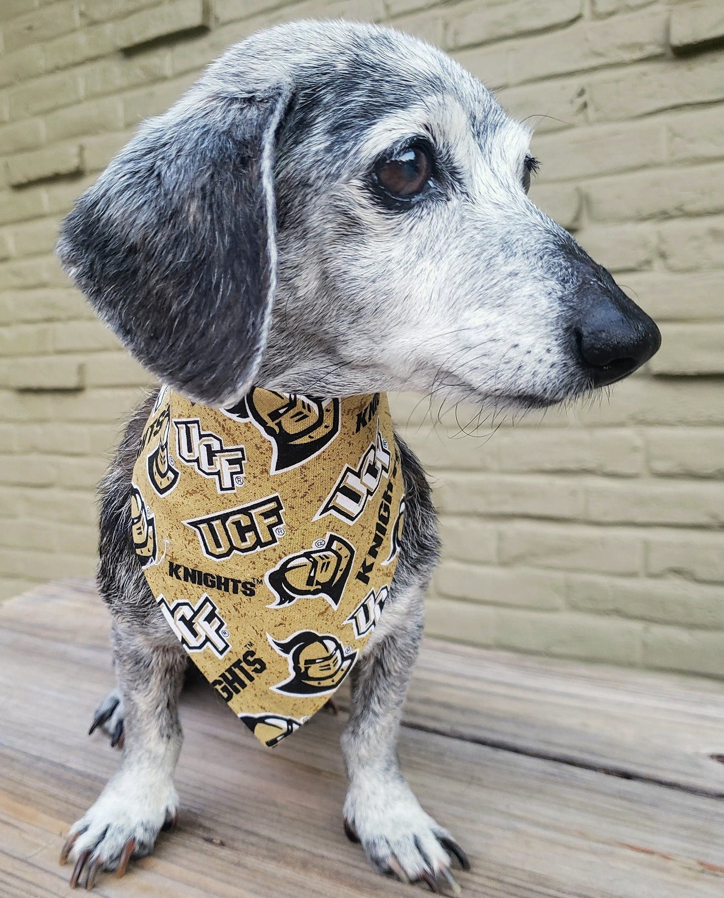 Clip on Dog Bandana With Buckle Pet Cat Bandanna Scarf University of Central Florida Knights ncaa ucf Handmade to Order