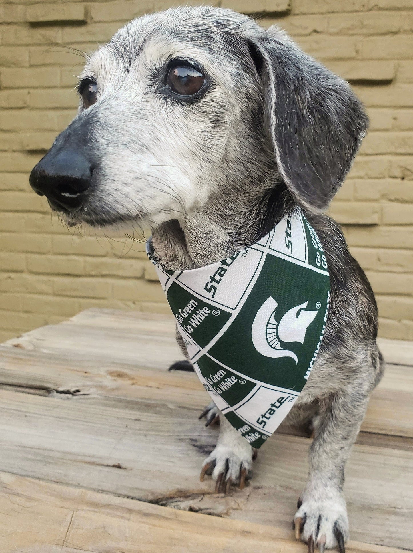 Clip on Dog Bandana With Buckle Pet Cat Bandanna Scarf University of Michigan State Spartans ncaa msu Handmade to Order