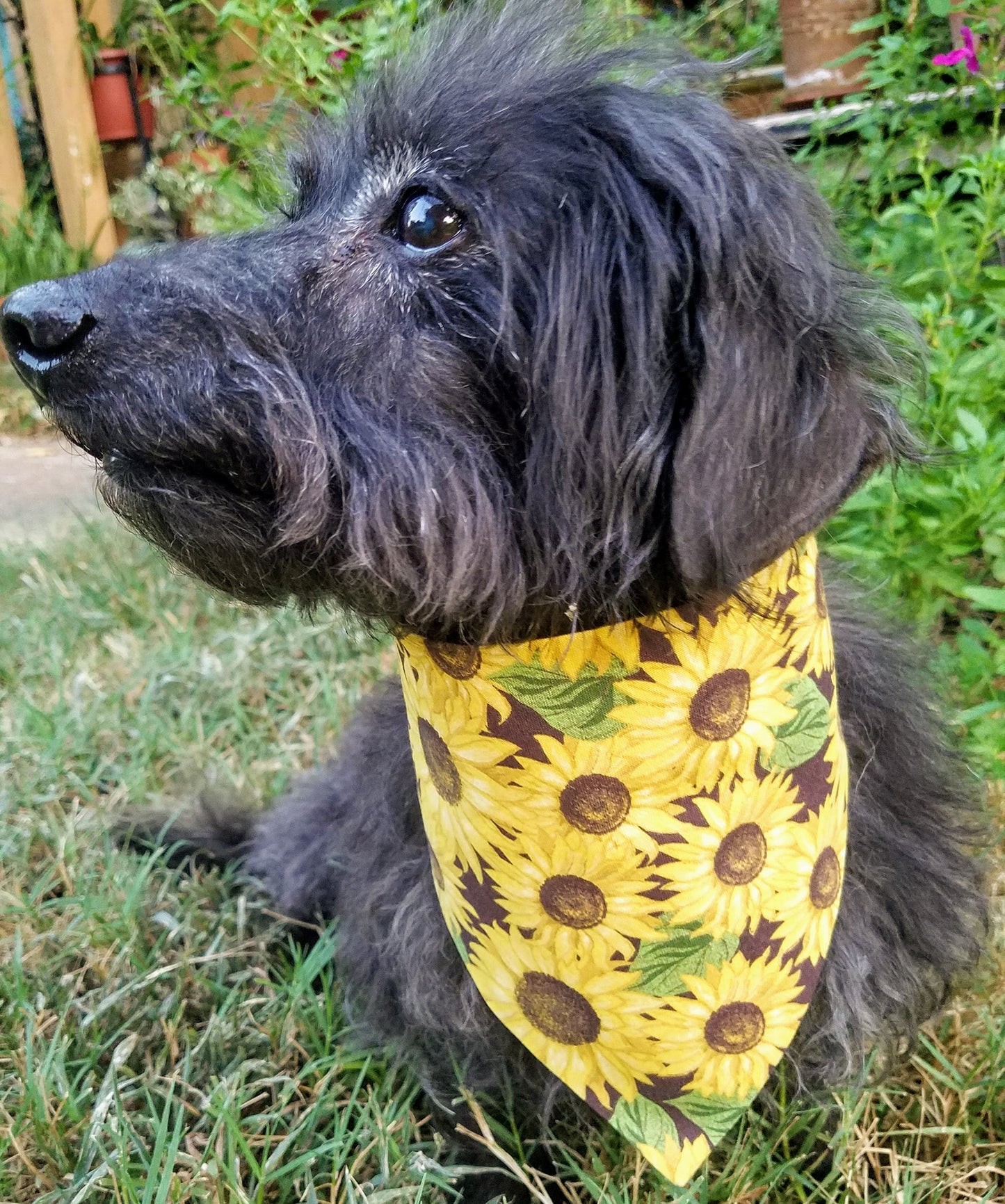 Large Sunflowers Floral Fall Autumn Harvest Clip on Dog Bandana With Buckle Pet Cat Bandanna Handmade to Order