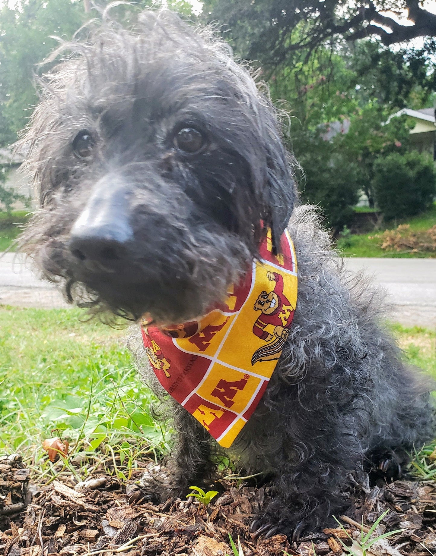 Clip on Dog Bandana With Buckle Pet Cat Bandanna Scarf University of Minnesota Golden Gophers ncaa um Handmade to Order