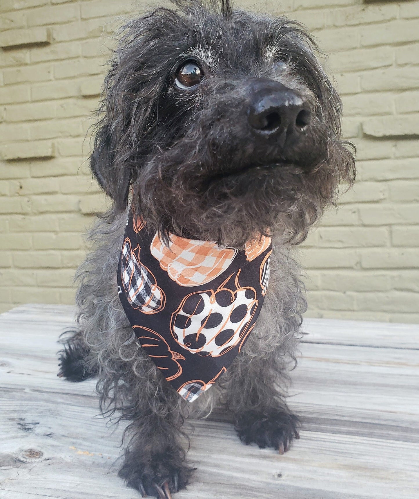 Clip on Dog Bandana With Buckle Pet Cat Bandanna Scarf Fall Black Pumpkins Sweater Weather Autumn Thanksgiving Handmade to Order