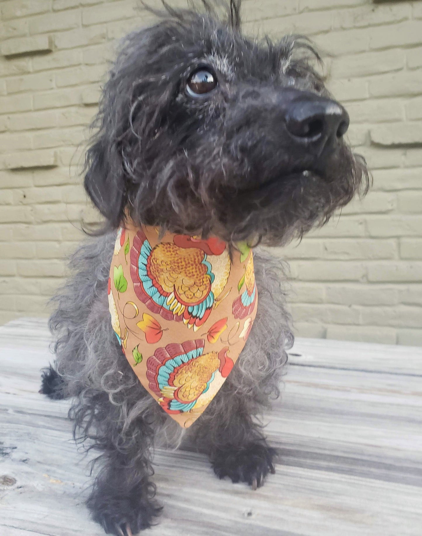 Turkeys Thanksgiving Fall Autumn Harvest Clip on Dog Bandana With Buckle Pet Cat Bandanna Handmade to Order