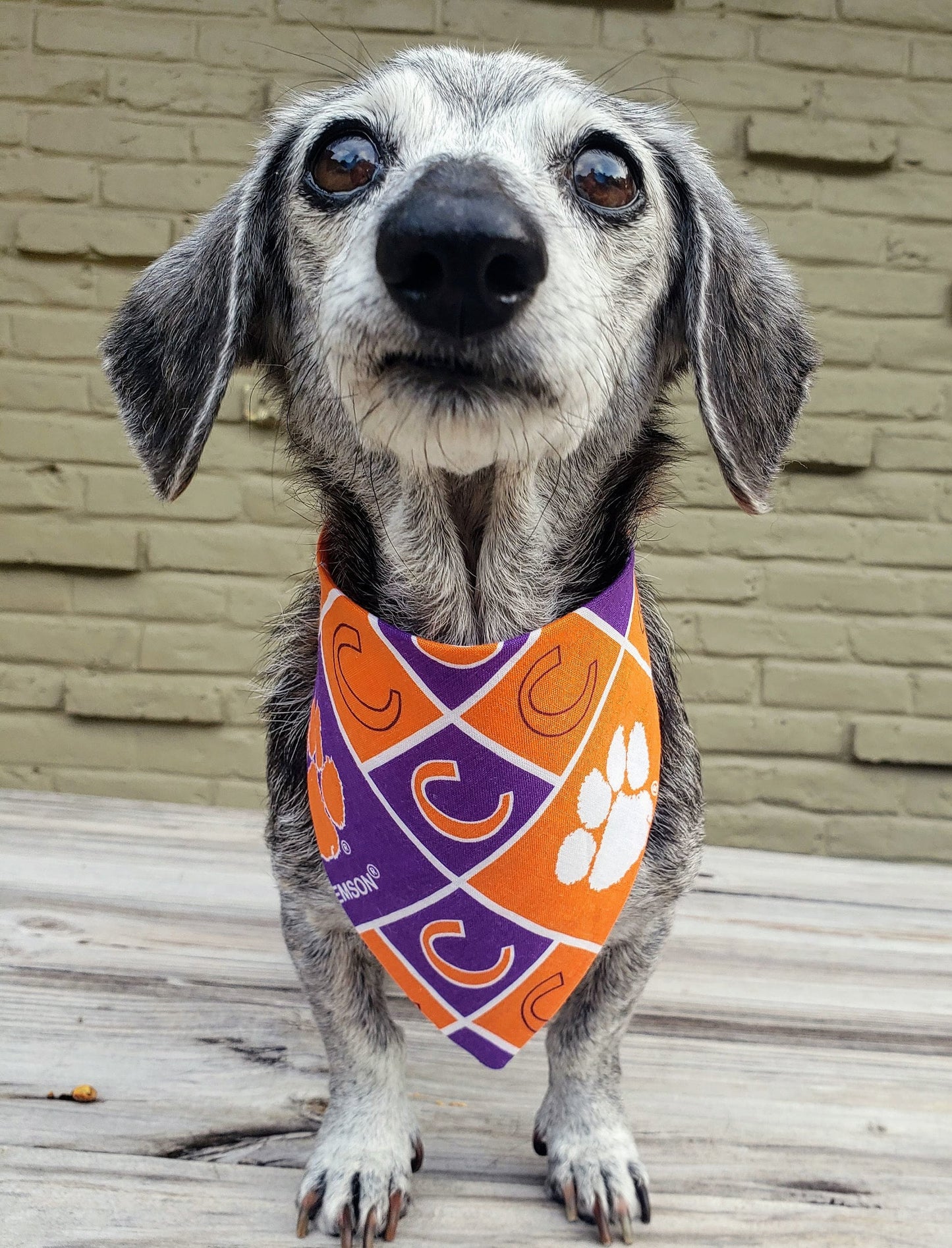 Clip on Dog Bandana With Buckle Pet Cat Bandanna Scarf Orange Clemson University Tigers ncaa cu Handmade to Order