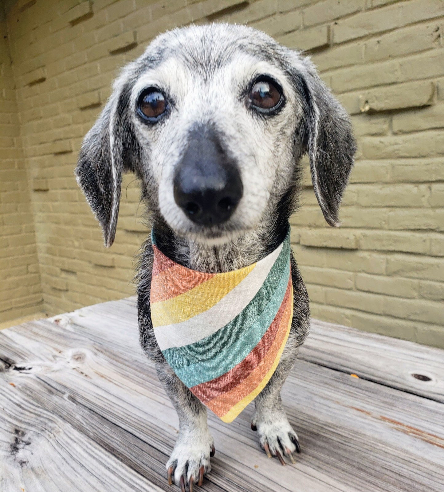 Desert Stripes Terra Cotta Clip on Dog Bandana With Buckle Pet Cat Bandanna Handmade to Order