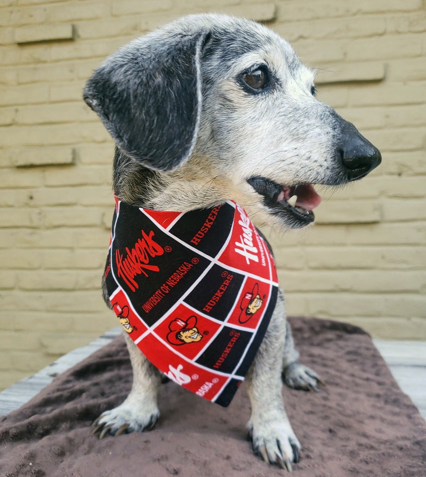 Clip on Dog Bandana With Buckle Pet Cat Bandanna Scarf University of Nebraska Huskers ncaa un Handmade to Order