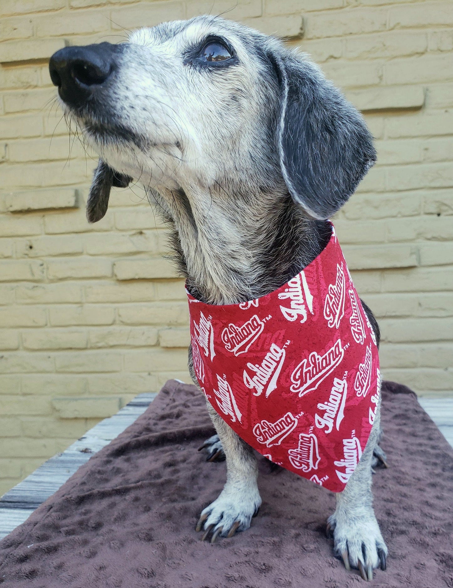 Indiana University Hoosiers Clip on Dog Bandana With Buckle Pet Cat Bandanna Scarf ncaa Handmade to Order