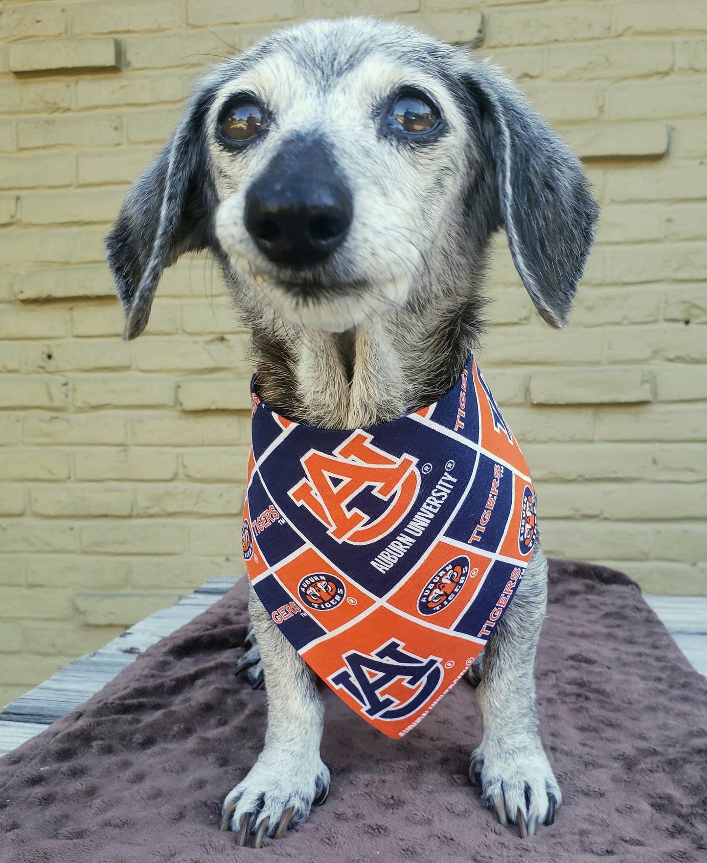 Auburn University Tigers Clip on Dog Bandana With Buckle Pet Cat Bandanna Scarf ncaa Handmade to Order