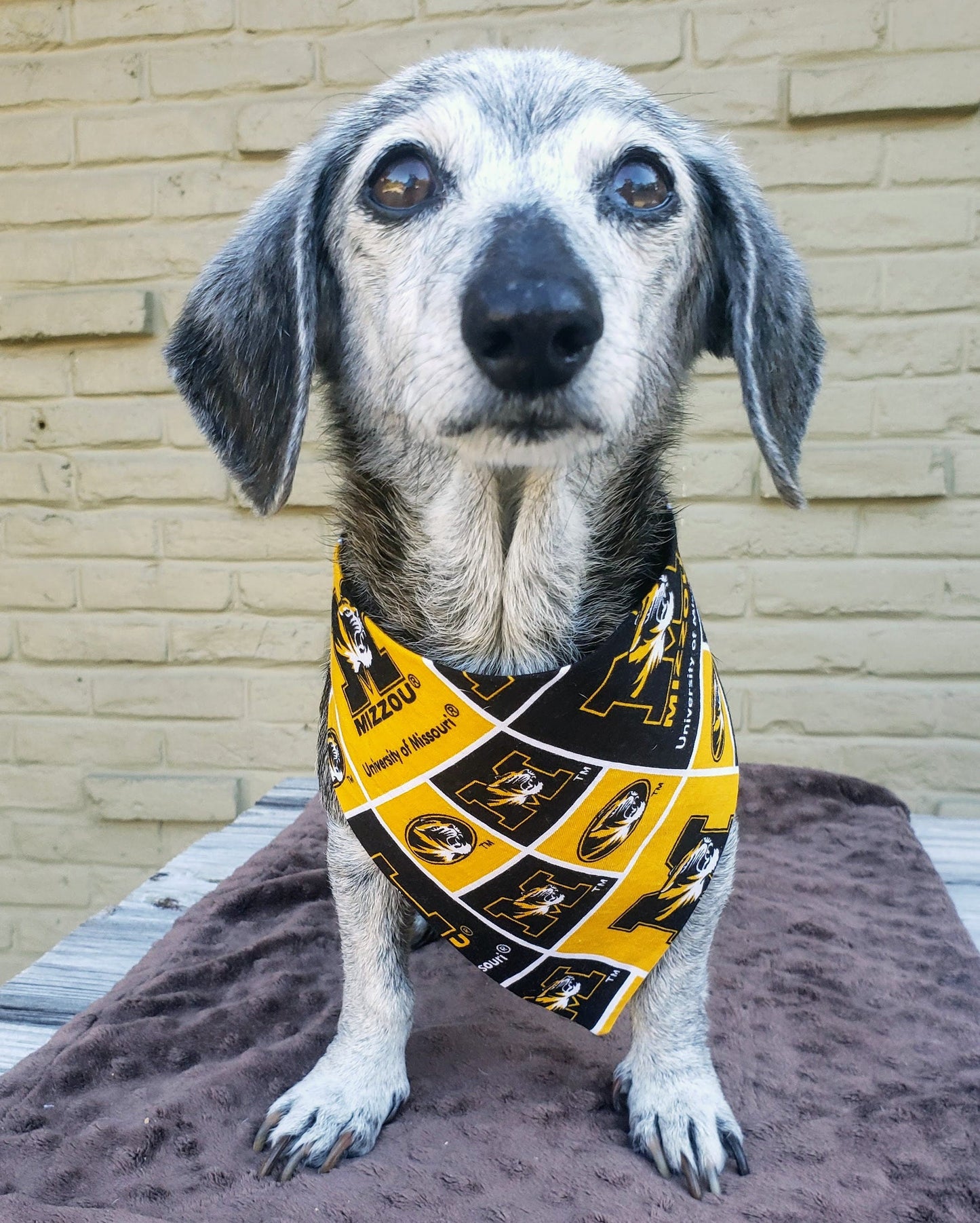 Clip on Dog Bandana With Buckle Pet Cat Bandanna Scarf University of Missouri Tigers ncaa um Handmade to Order