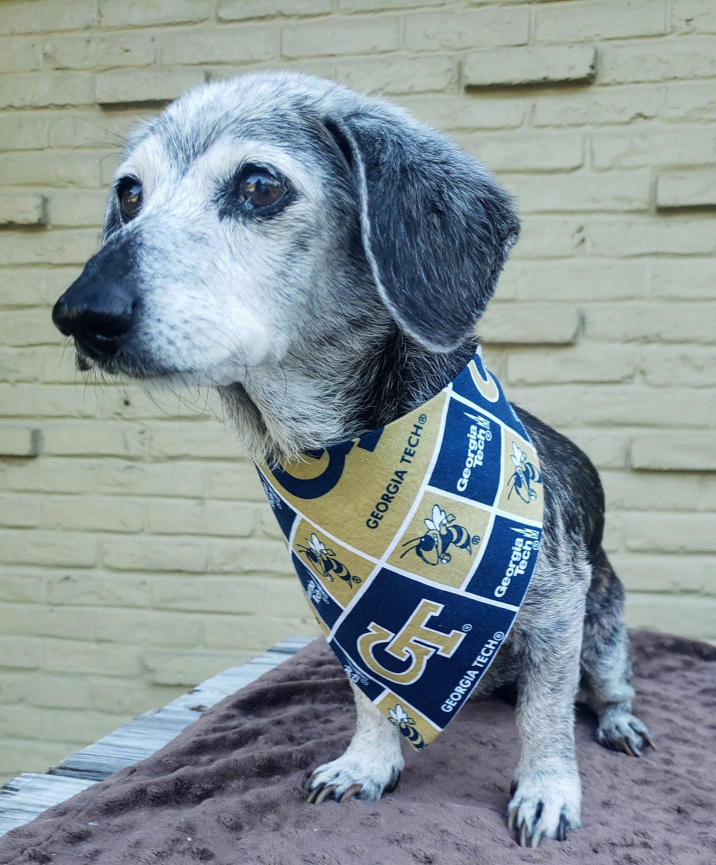 Clip on Dog Bandana With Buckle Pet Cat Bandanna Scarf Georgia Tech Yellow Jackets ncaa gtu Handmade to Order