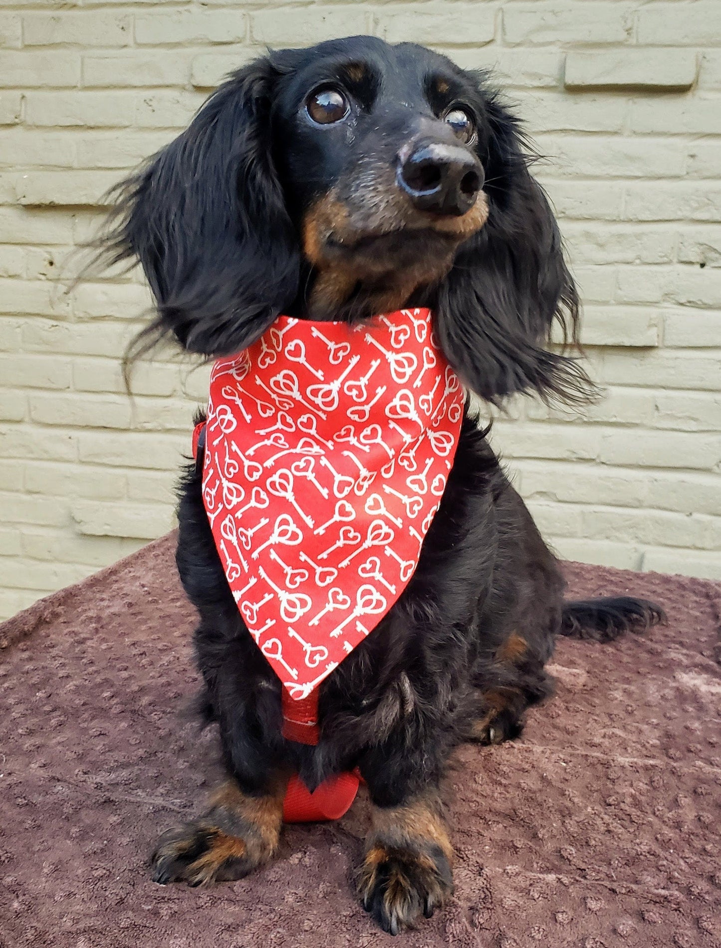 Clip on Dog Bandana With Buckle Pet Cat Bandanna Scarf Valentine's Day Red Key to my Heart Print Handmade to Order