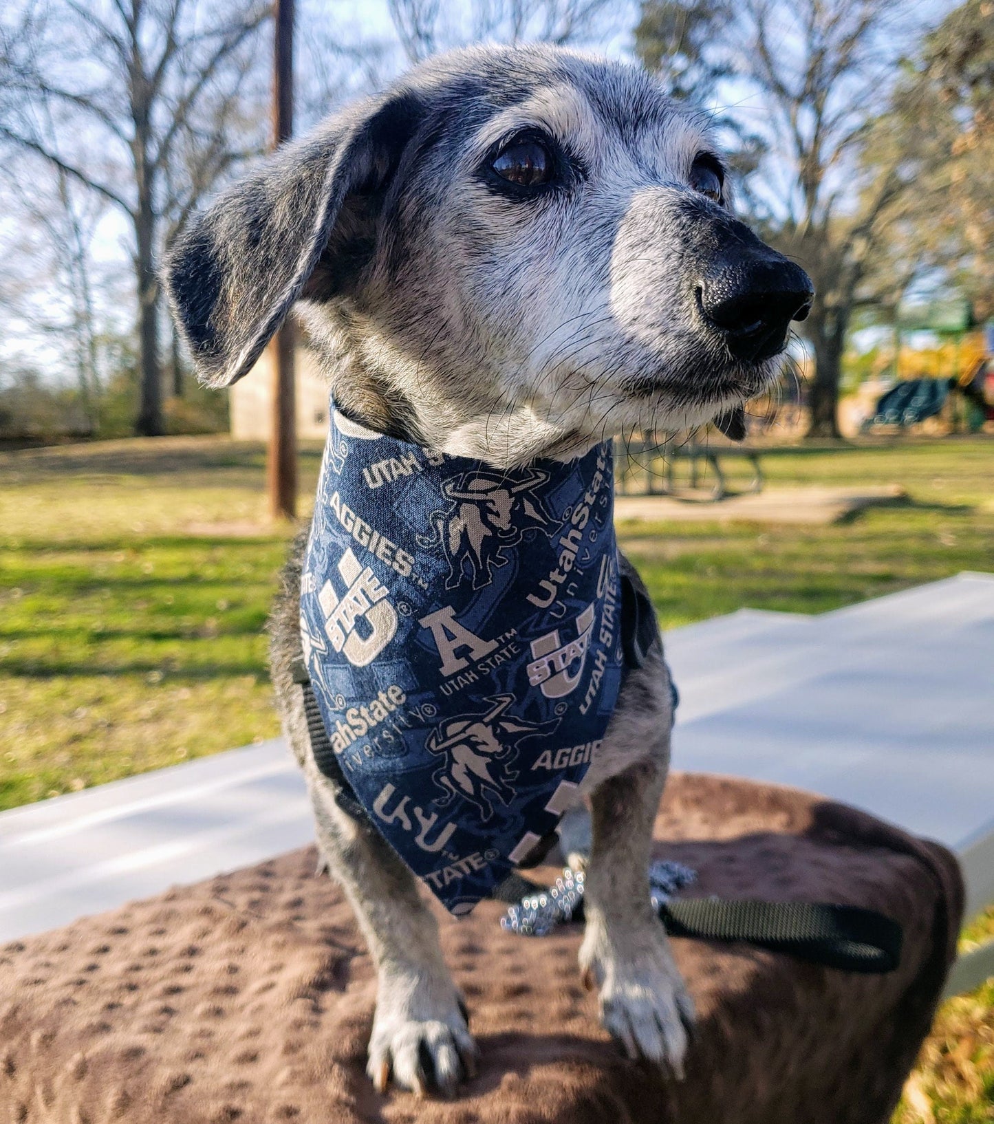 Clip on Dog Bandana With Buckle Pet Cat Bandanna Scarf UTAH STATE University AGGIES ncaa usu Handmade to Order