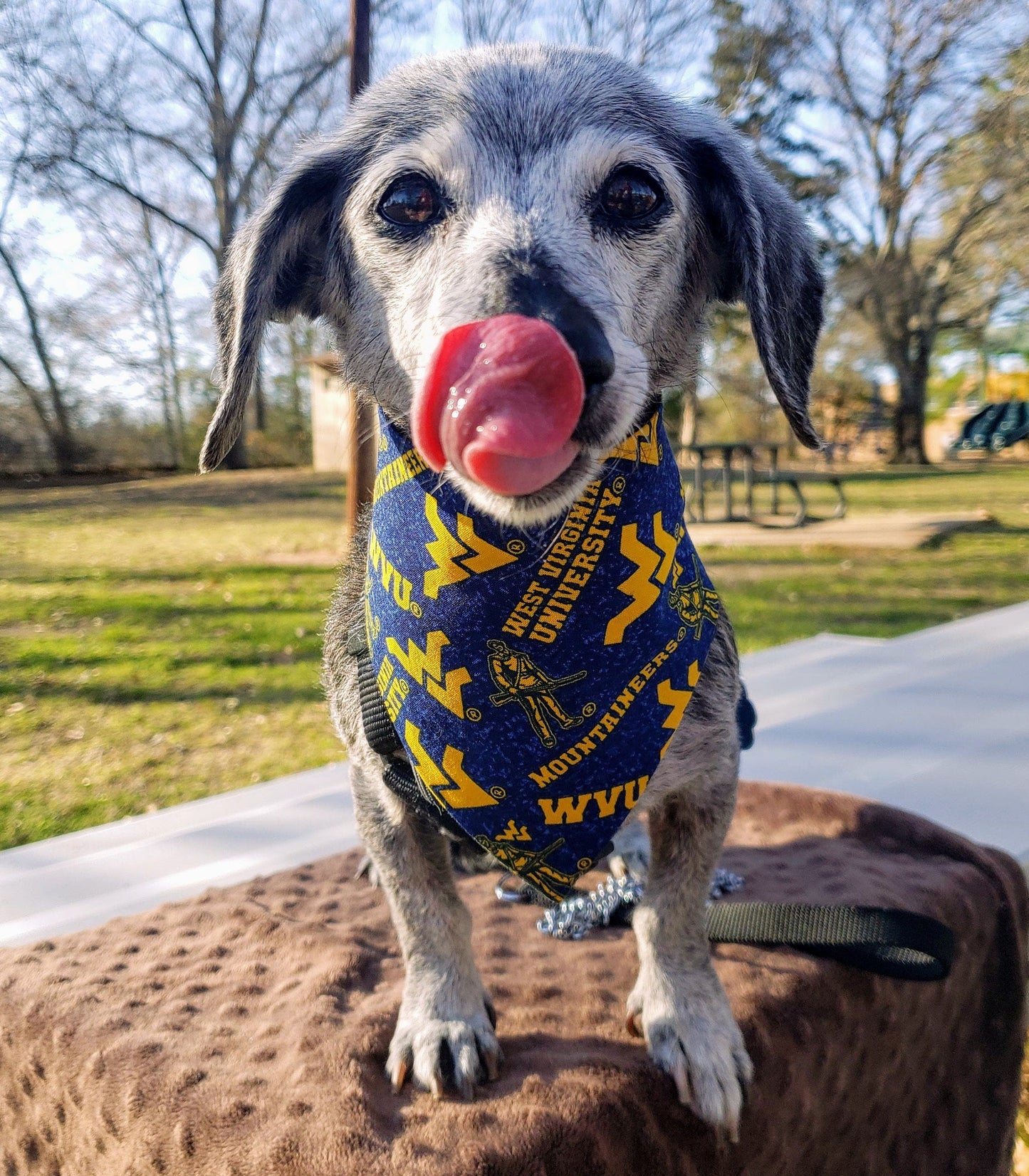 Clip on Dog Bandana With Buckle Pet Cat Bandanna Scarf WEST VIRGINIA University MOUNTAINEERS wvu ncaa Handmade to Order