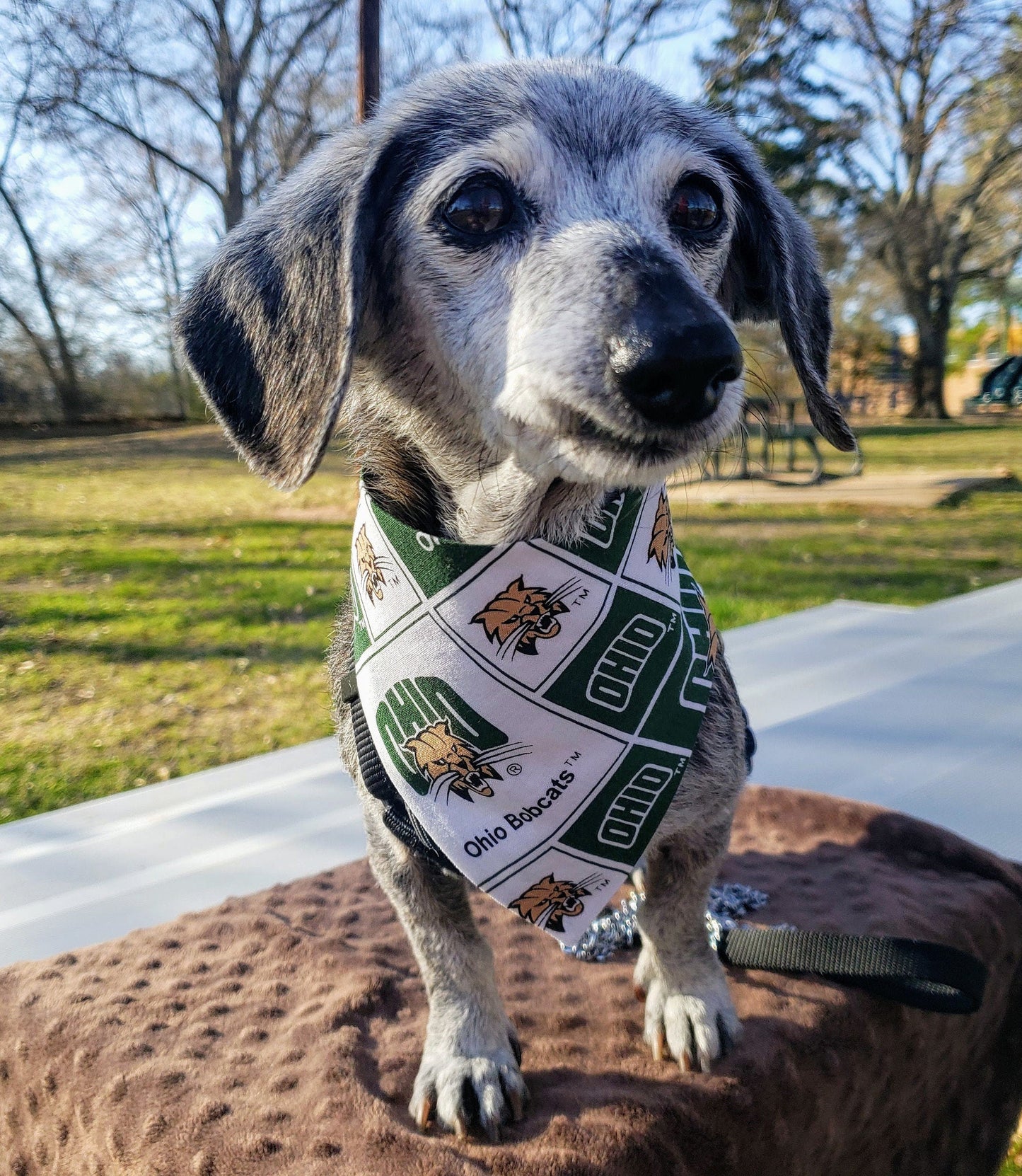 Ohio University BOBCATS Clip on Dog Bandana With Buckle Pet Cat Bandanna Scarf ncaa Handmade to Order
