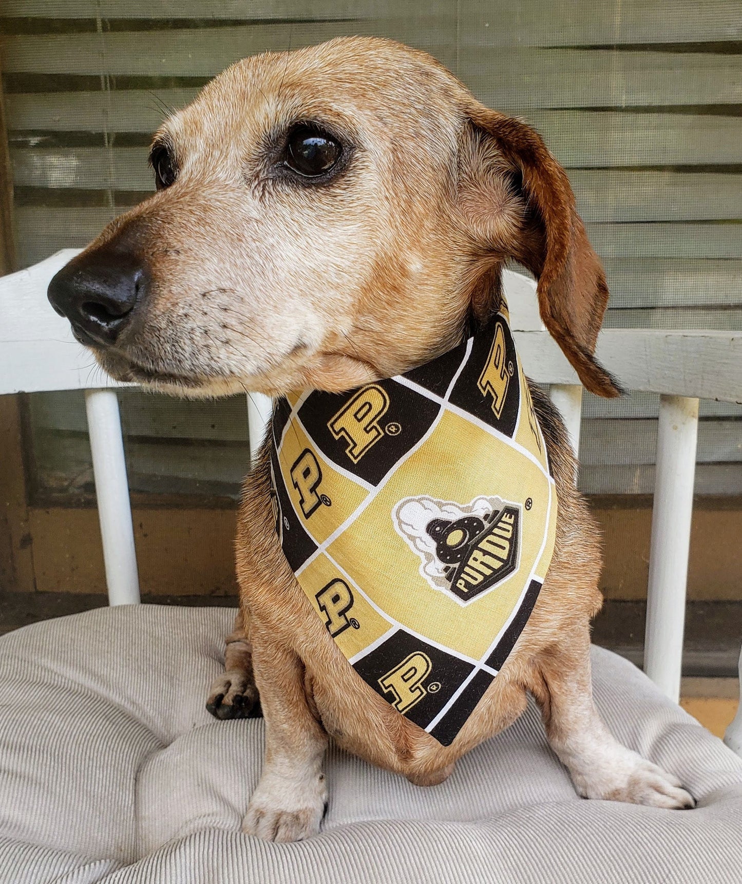 Clip on Dog Bandana With Buckle Dog Bandanna Scarf PURDUE UNIVERSITY BOILERMAKERS ncaa pu Handmade to Order