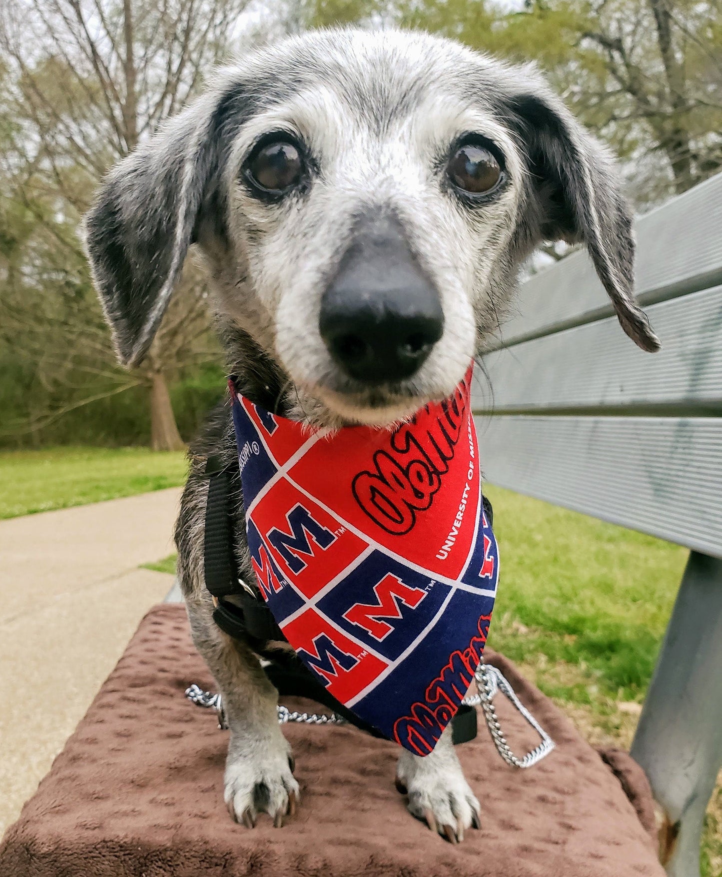 Clip on Dog Bandana With Buckle Pet Cat Bandanna Scarf University of MISSISSIPPI Ole Miss REBELS ncaa um Handmade to Order