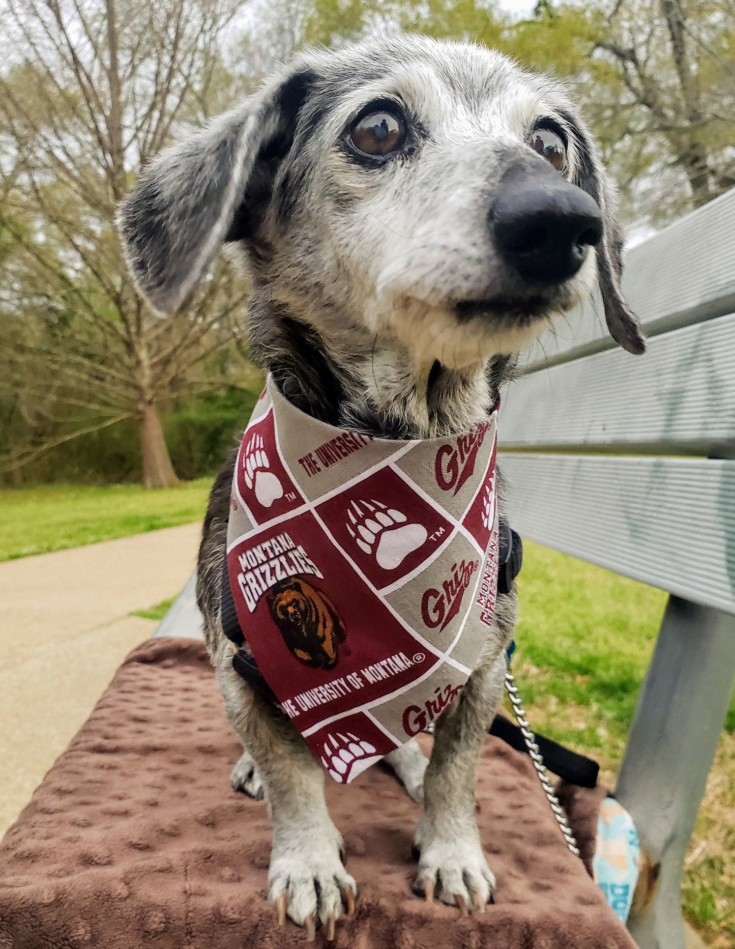 University of MONTANA GRIZ block Clip on Dog Bandana With Buckle Pet Cat Bandanna Scarf ncaa Handmade to Order