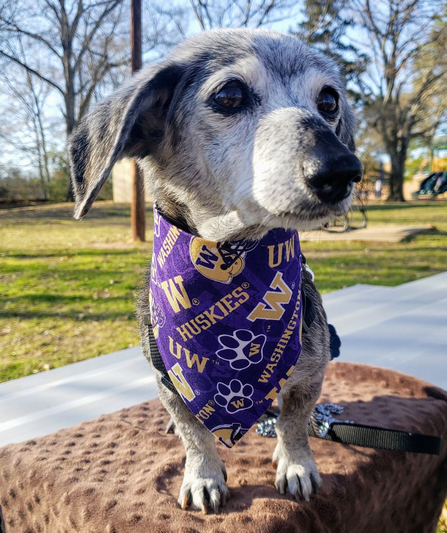 Clip on Dog Bandana With Buckle Pet Cat Bandanna Scarf University of WASHINGTON HUSKIES ncaa uw Handmade to Order