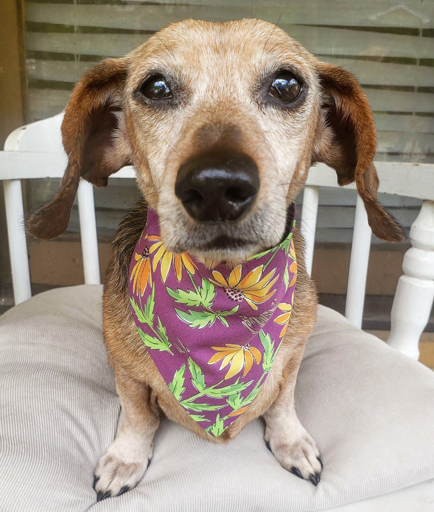 Clip on Dog Bandana With Buckle Pet Cat Bandanna Scarf Purple Orange Floral Flower Coneflower Wildflower Handmade to Order