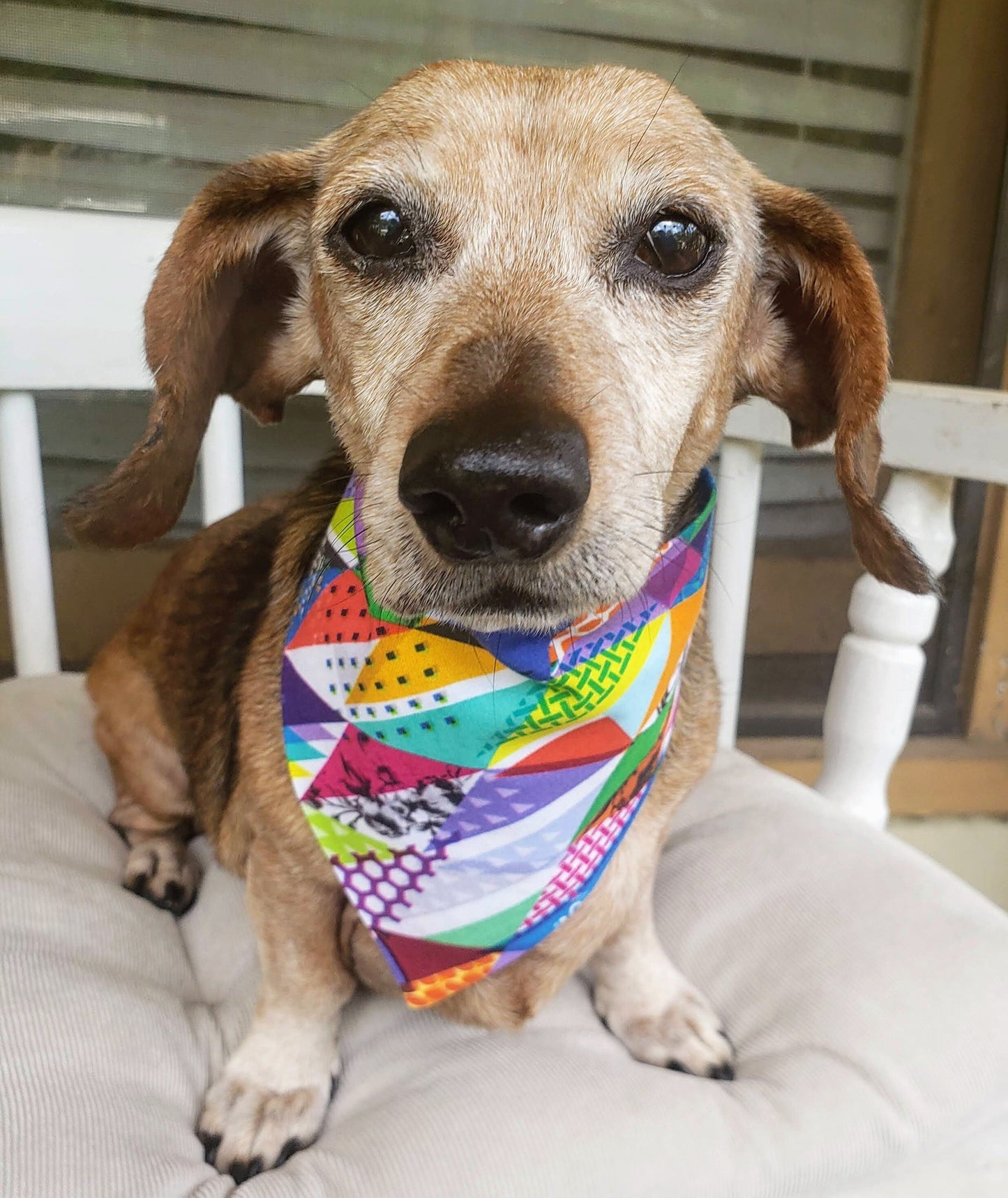 Clip on Dog Bandana With Buckle Pet Cat Bandanna Scarf Wild Colorful Crazy Funky Fun Summer Bandana Handmade to Order