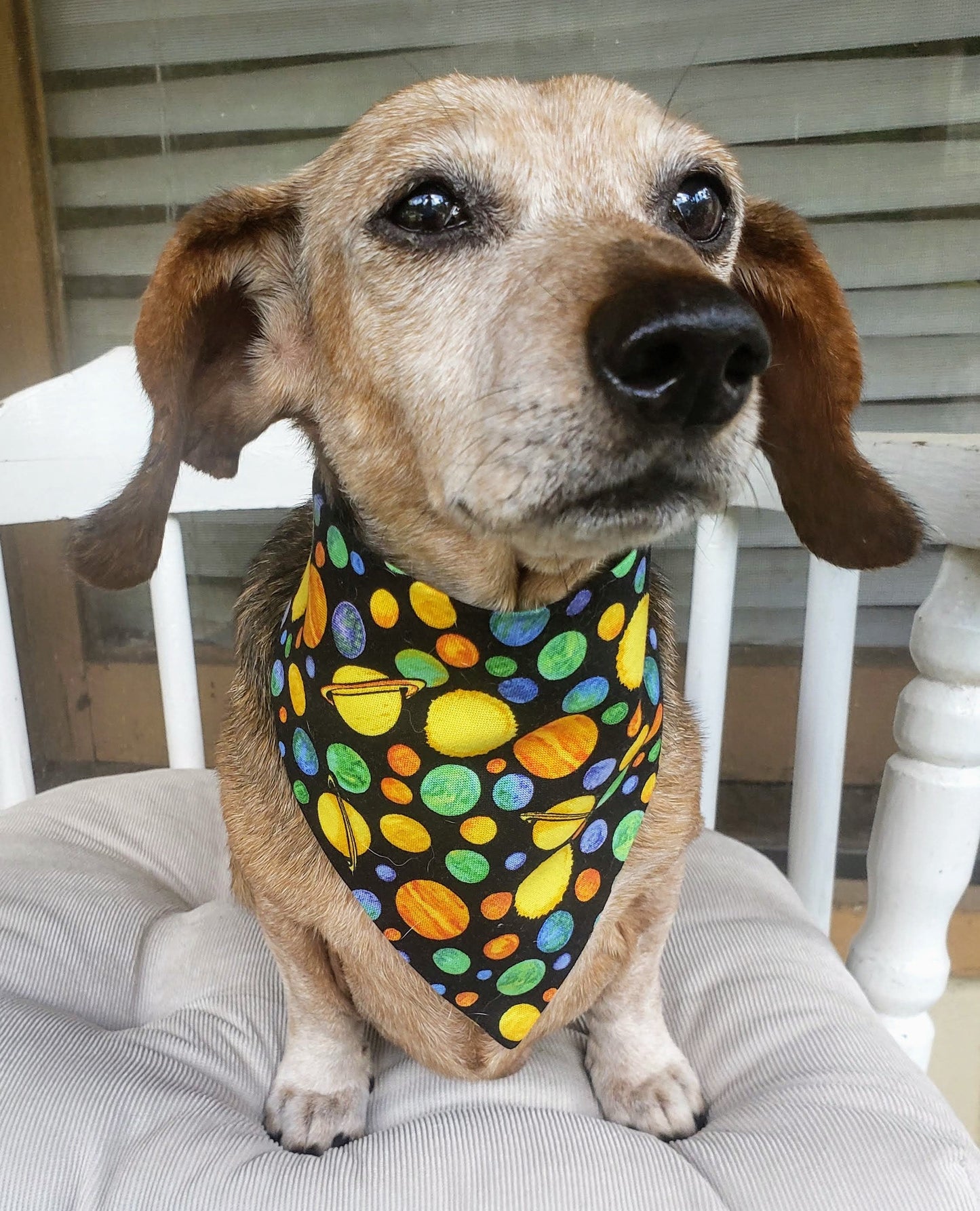 Clip on Dog Bandana With Buckle Pet Cat Bandanna Scarf Solar System Deep Outer Space Sun Planets Science Stars Handmade to Order