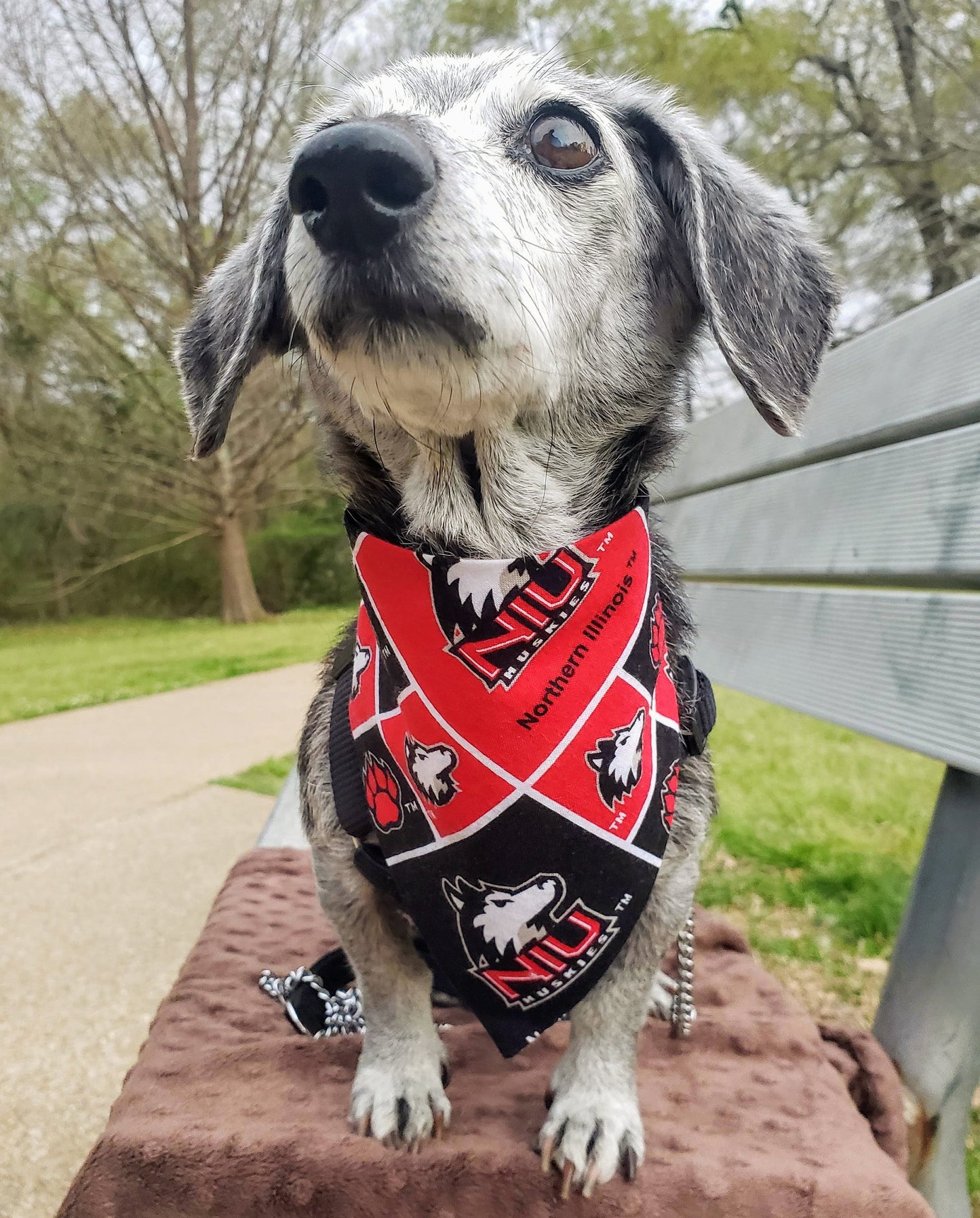 Clip on Dog Bandana With Buckle Pet Cat Bandanna Scarf NORTHERN ILLINOIS University HUSKIES ncaa niu Handmade to Order