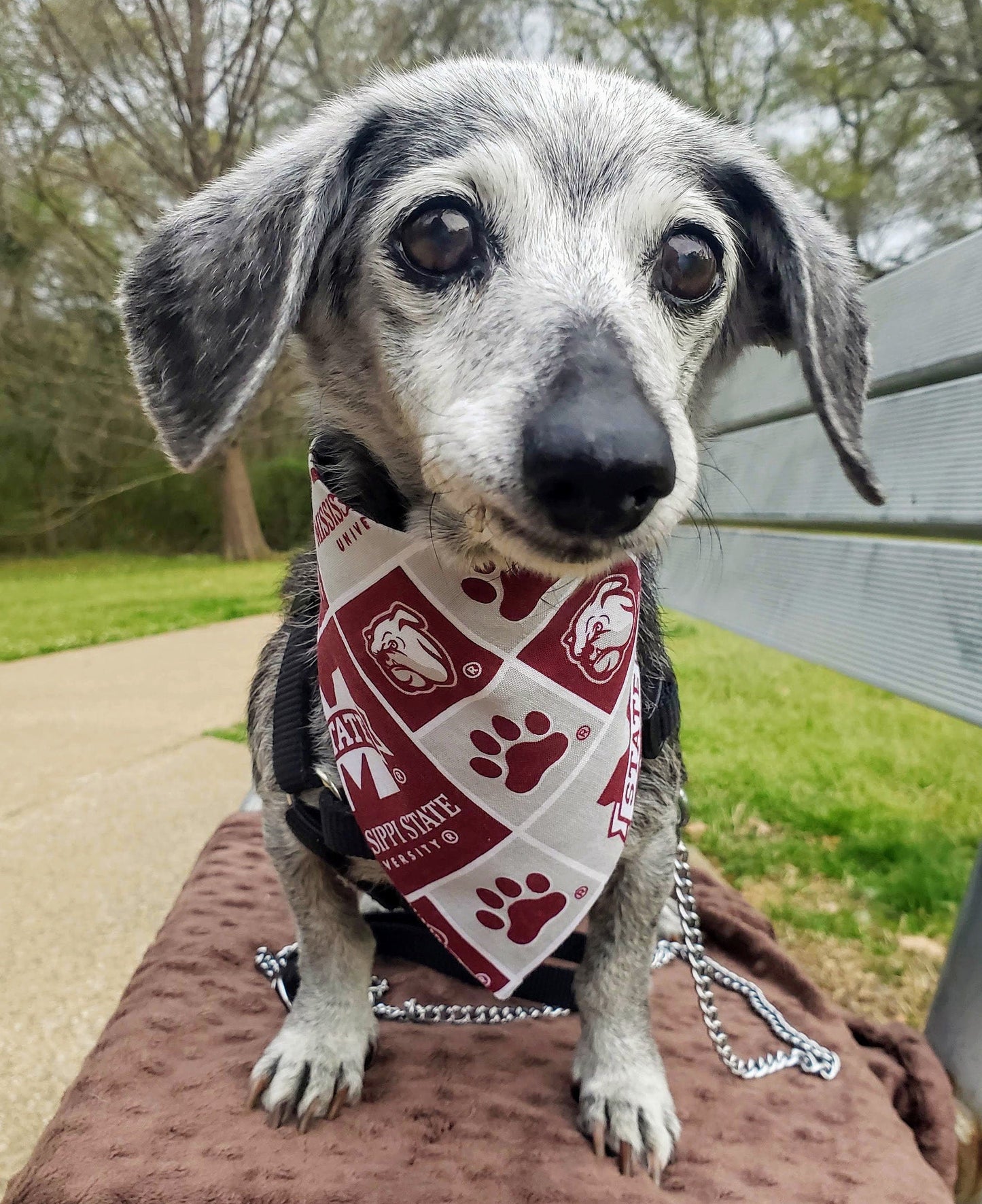 Clip on Dog Bandana With Buckle Pet Cat Bandanna Scarf MISSISSIPPI STATE University BULLDOGS ncaa msu Handmade to Order