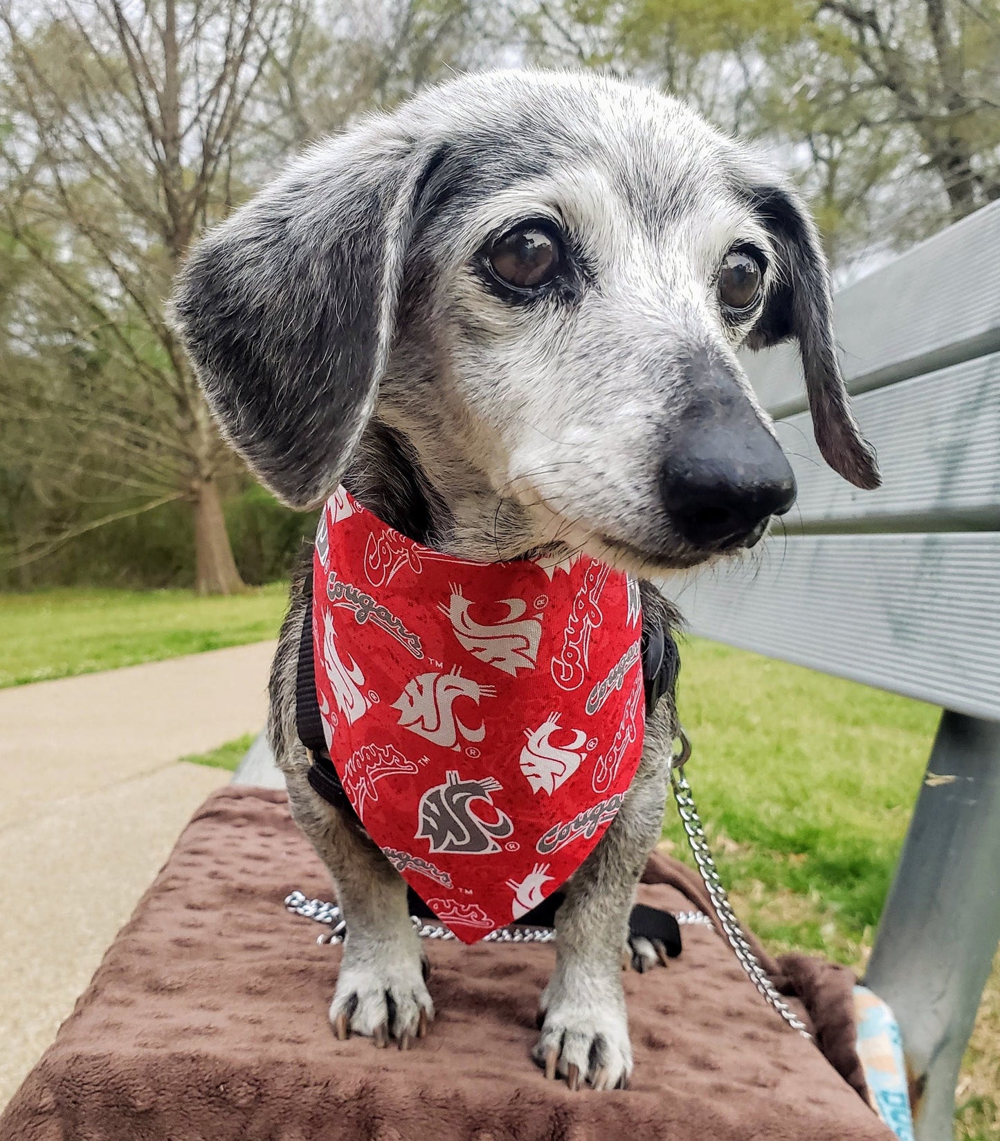 WASHINGTON STATE University WSU COUGARS Clip on Dog Bandana With Buckle Pet Cat Bandanna Scarf ncaa Handmade to Order