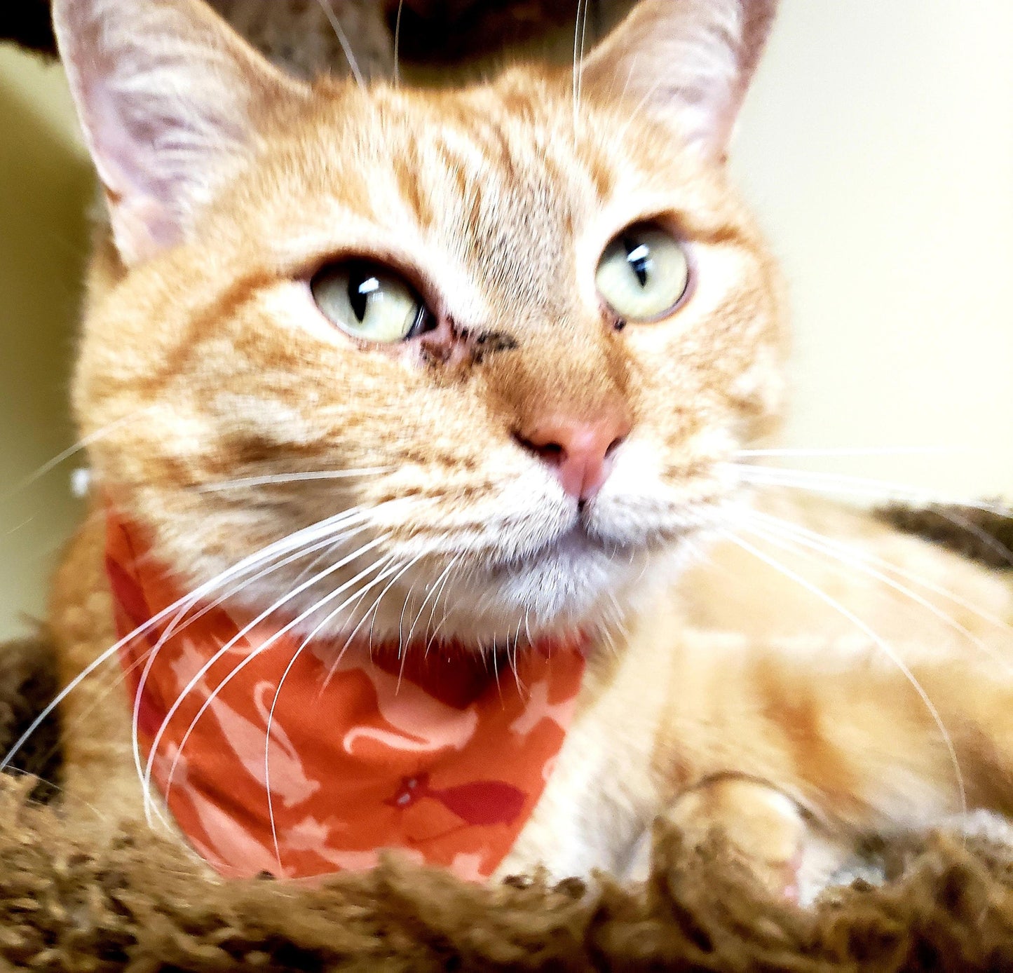 Clip on Dog Bandana With Buckle Pet Cat Bandanna Scarf Orange Mid Century Mod Cat Silhouettes Astro Handmade to Order