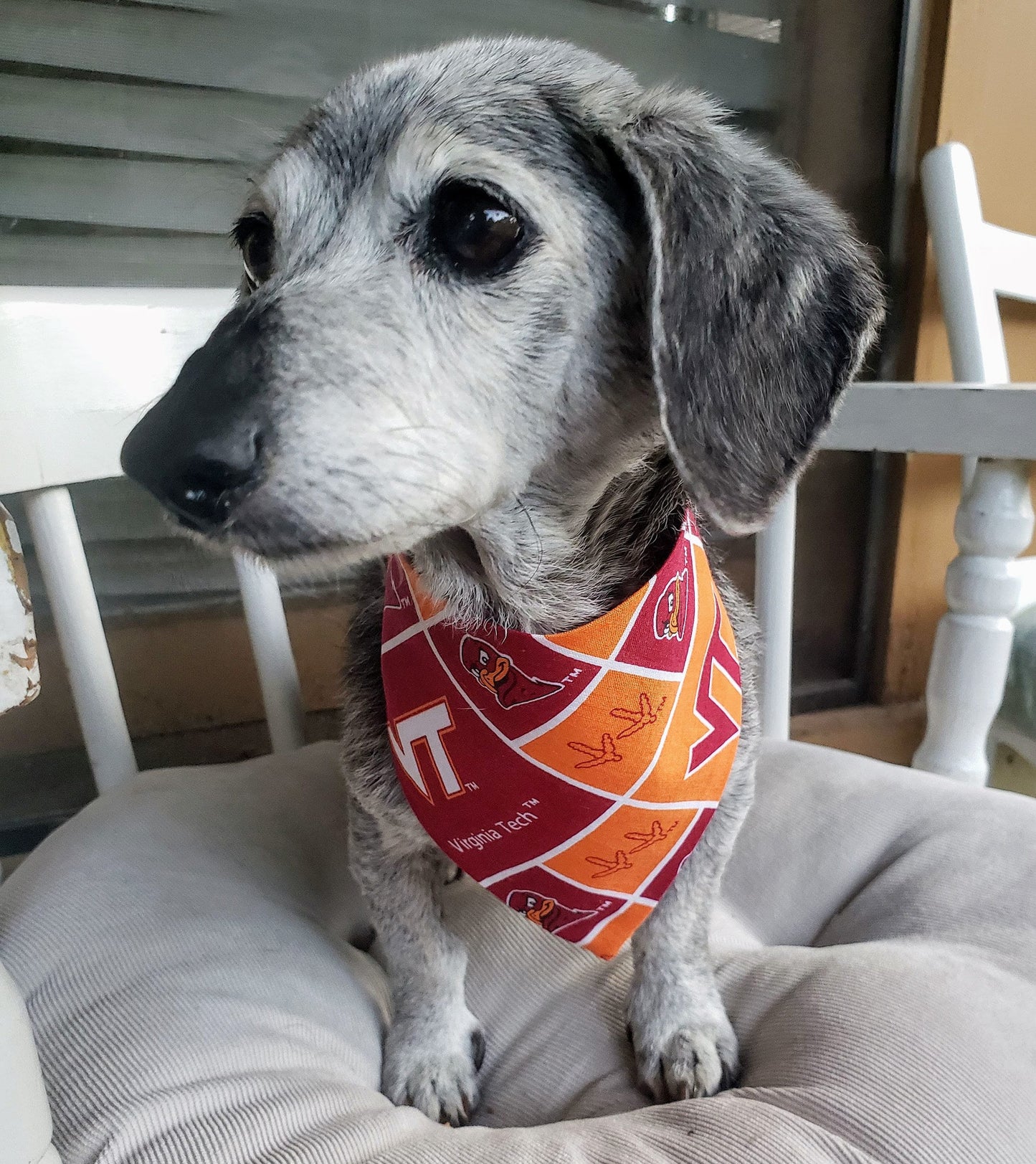 Clip on Dog Bandana With Buckle Pet Cat Bandanna Scarf VIRGINIA TECH University Hokies ncaa vtu Handmade to Order
